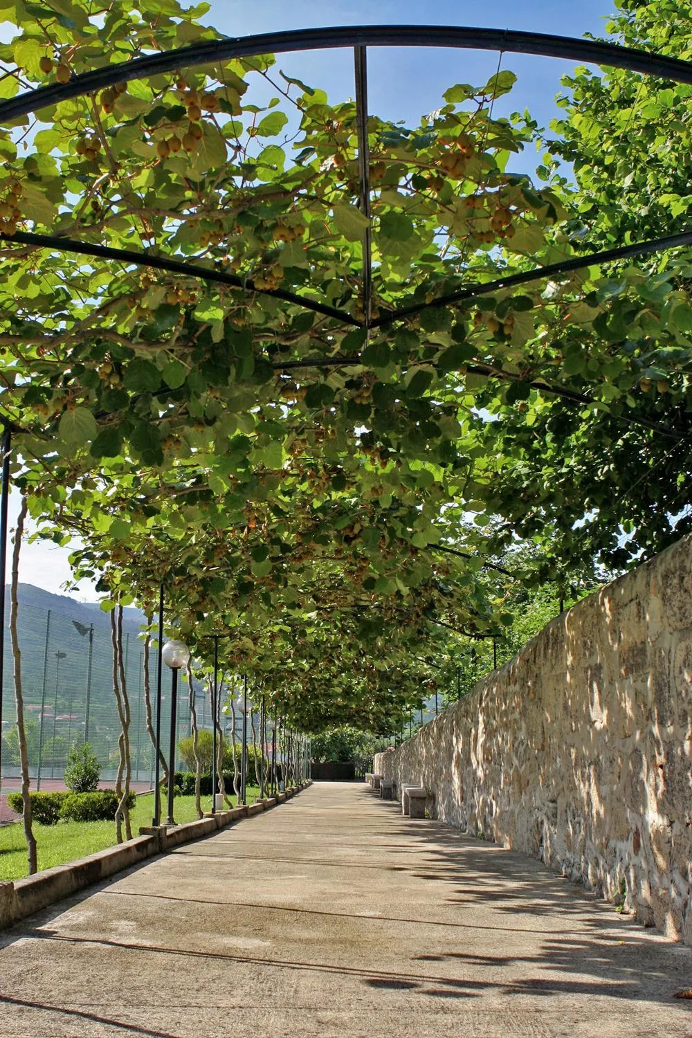 Garden in Hotel Boavista I