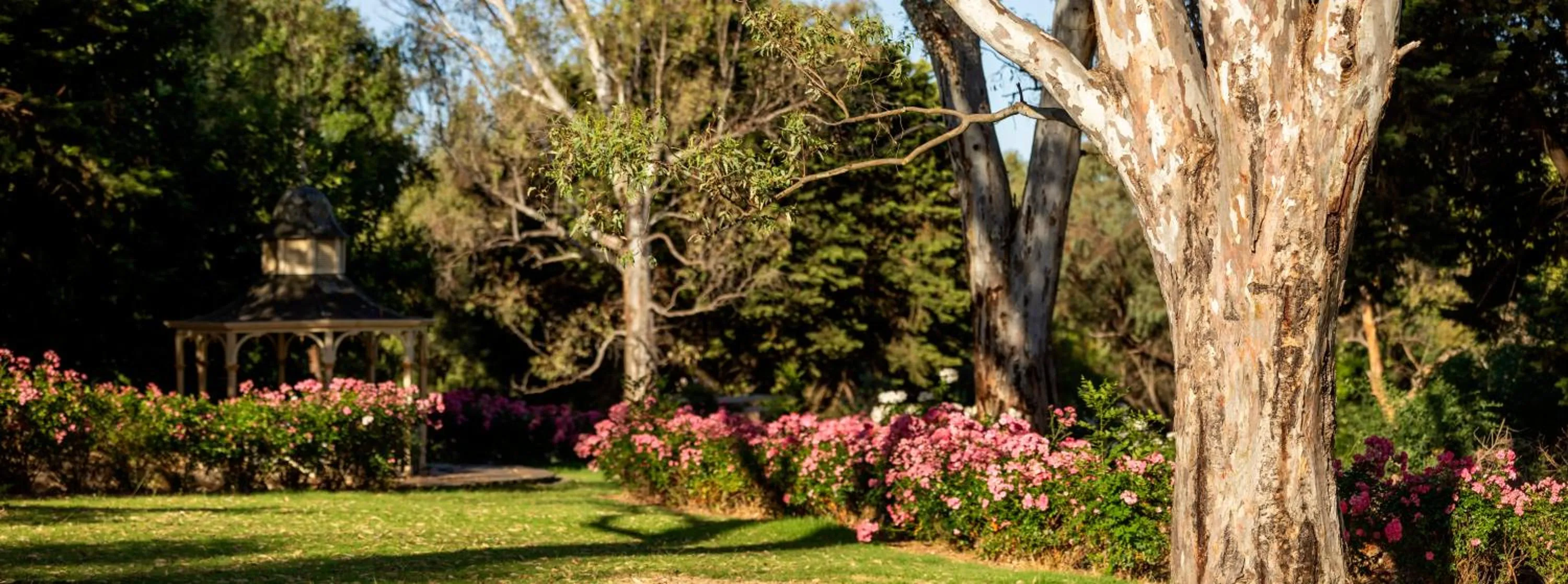 Garden in Lyndoch Hill