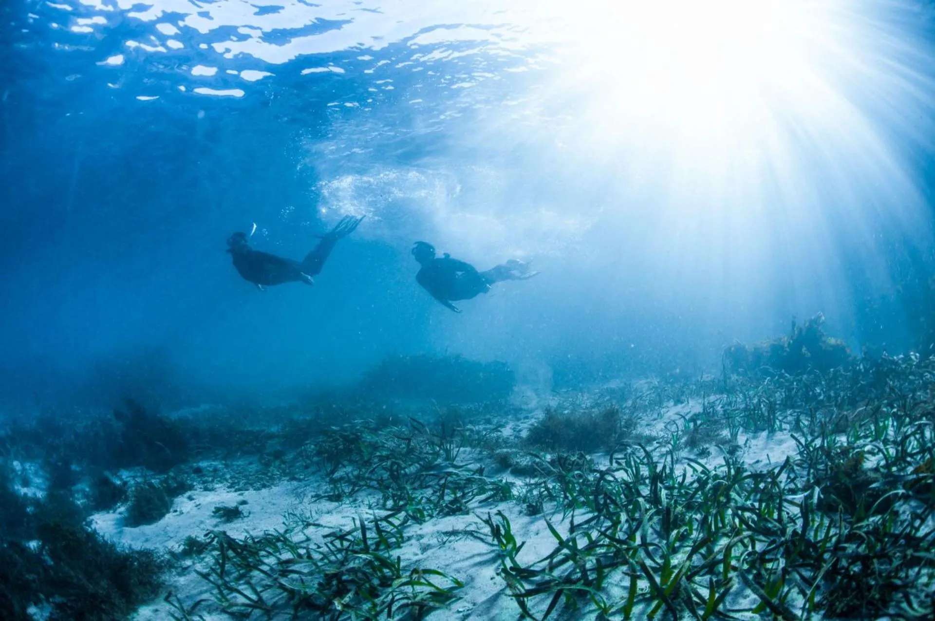 Diving in Golf Place Inn Wollongong