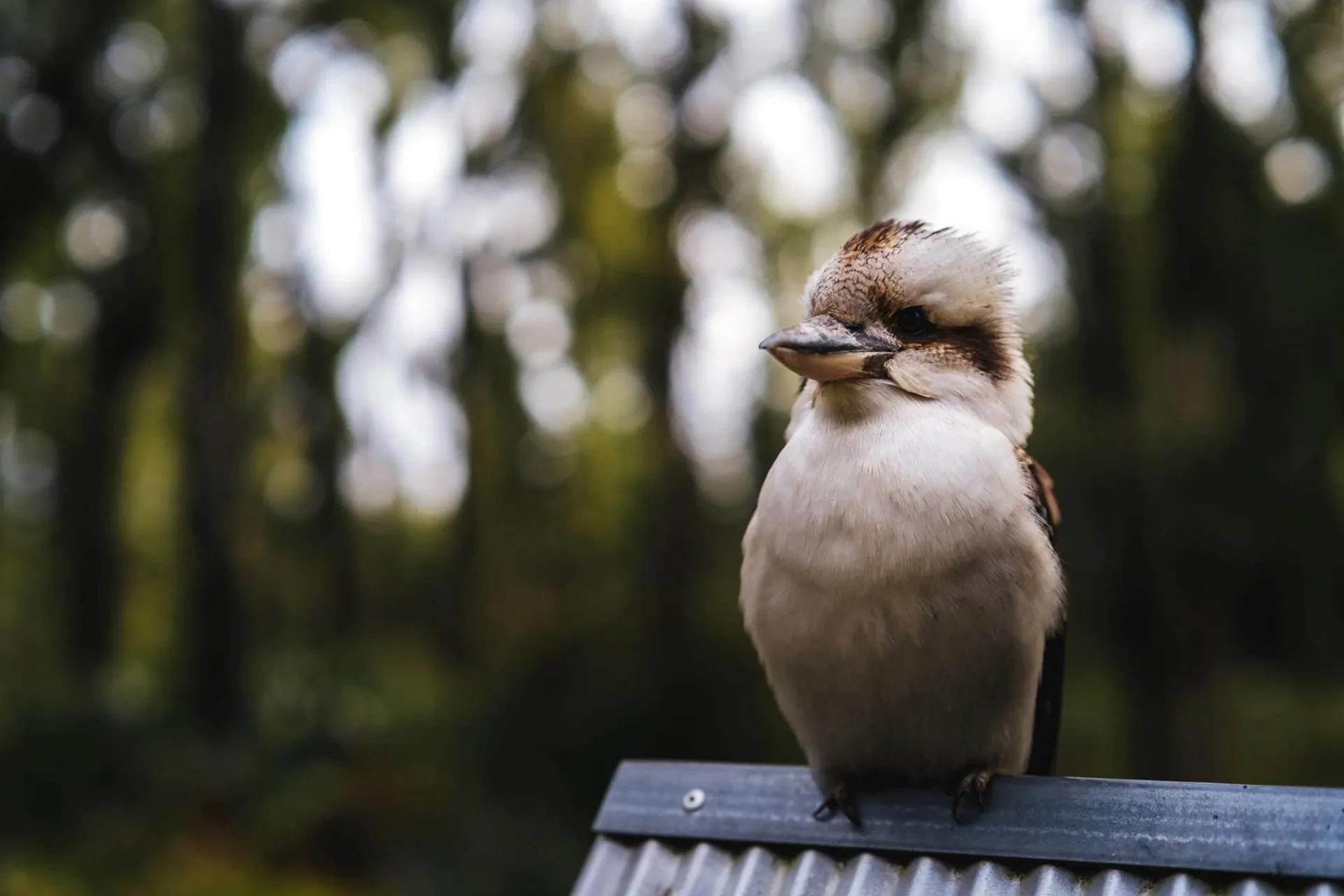 Garden in The Bower At Broulee