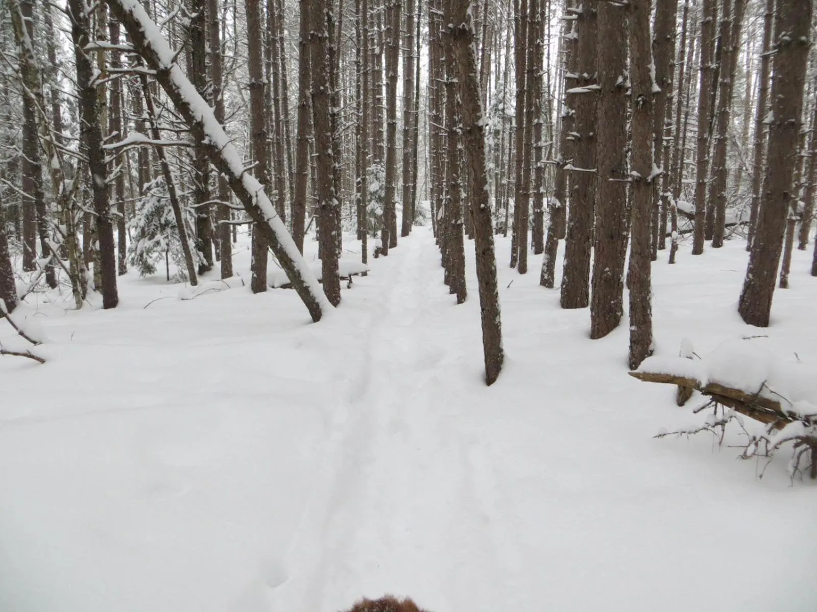 La maison sous les arbres