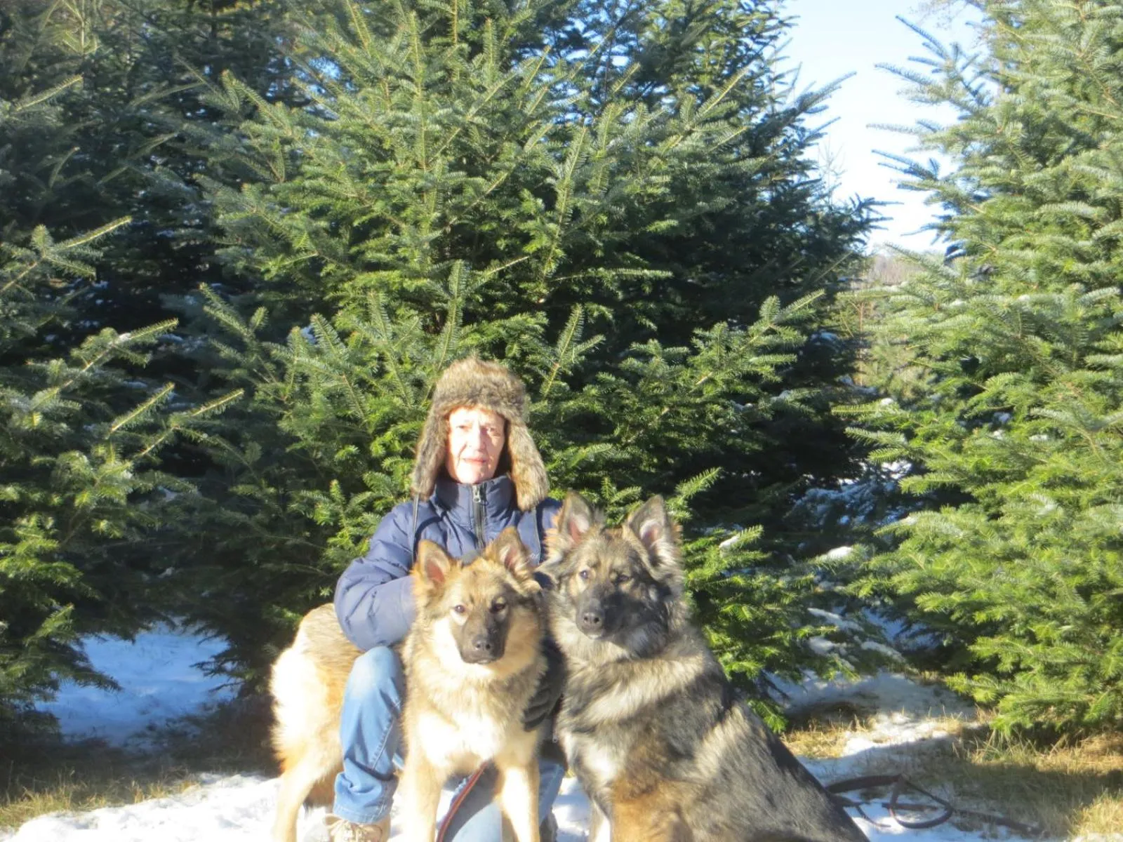 La maison sous les arbres