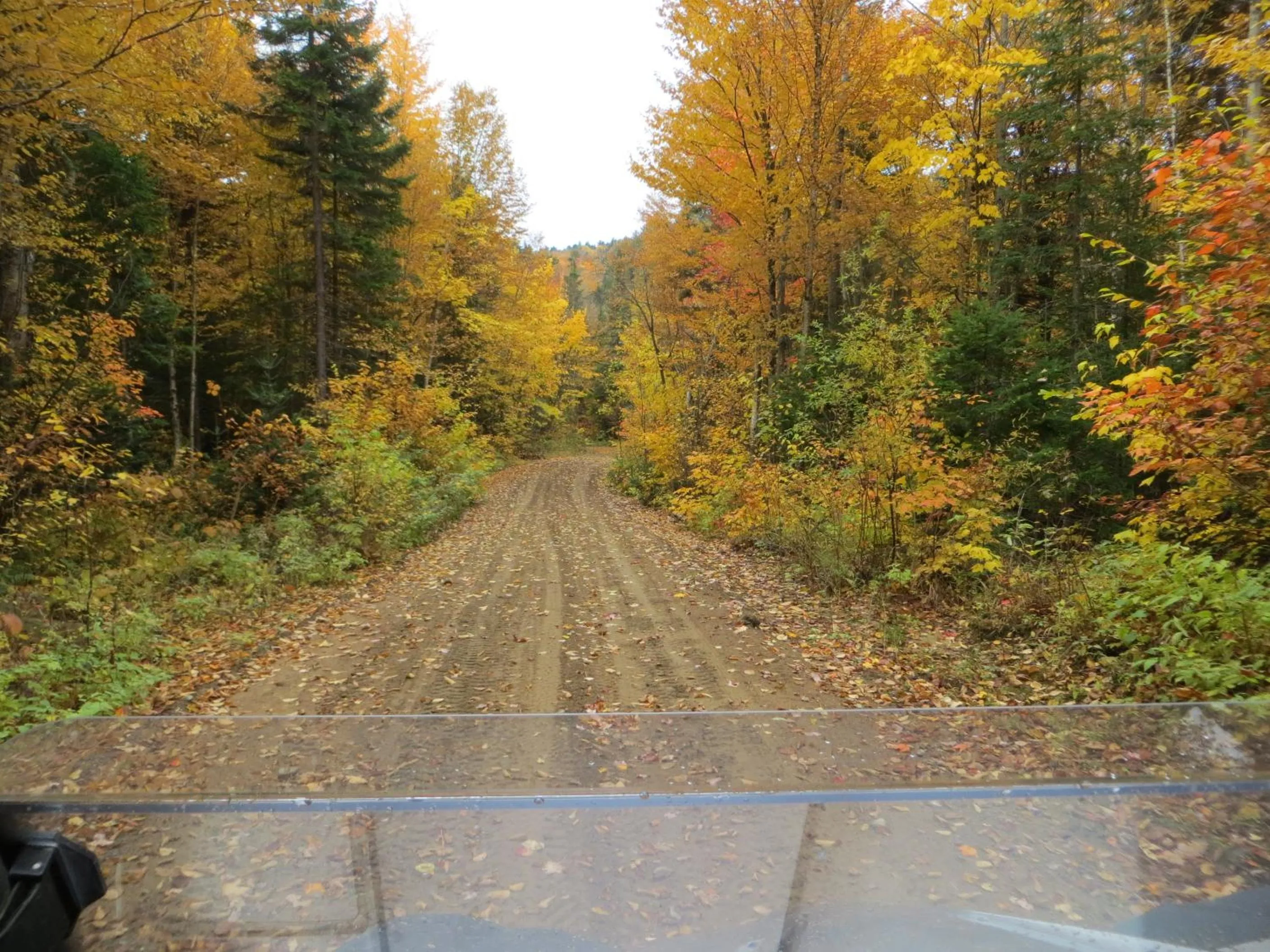 La maison sous les arbres