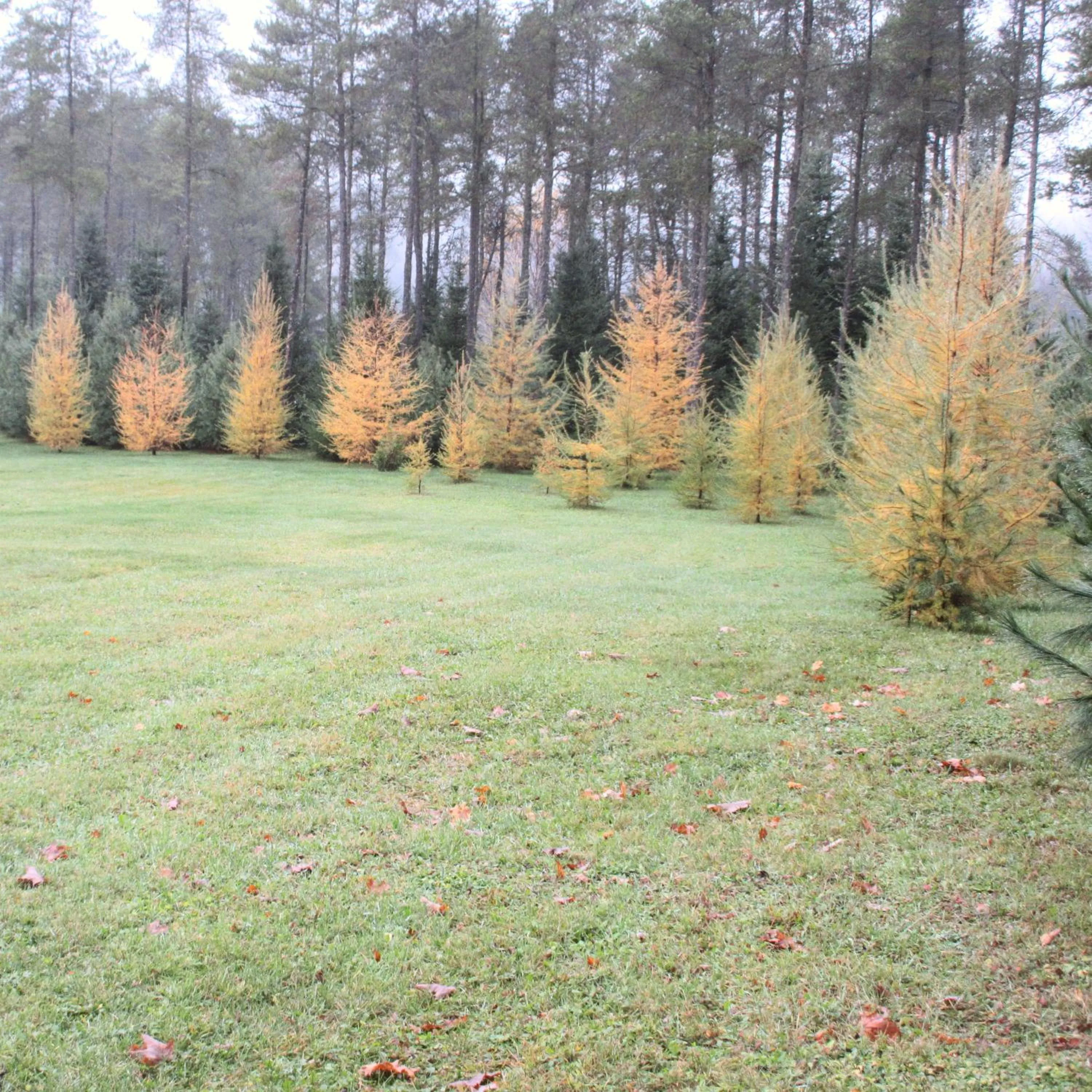 La maison sous les arbres