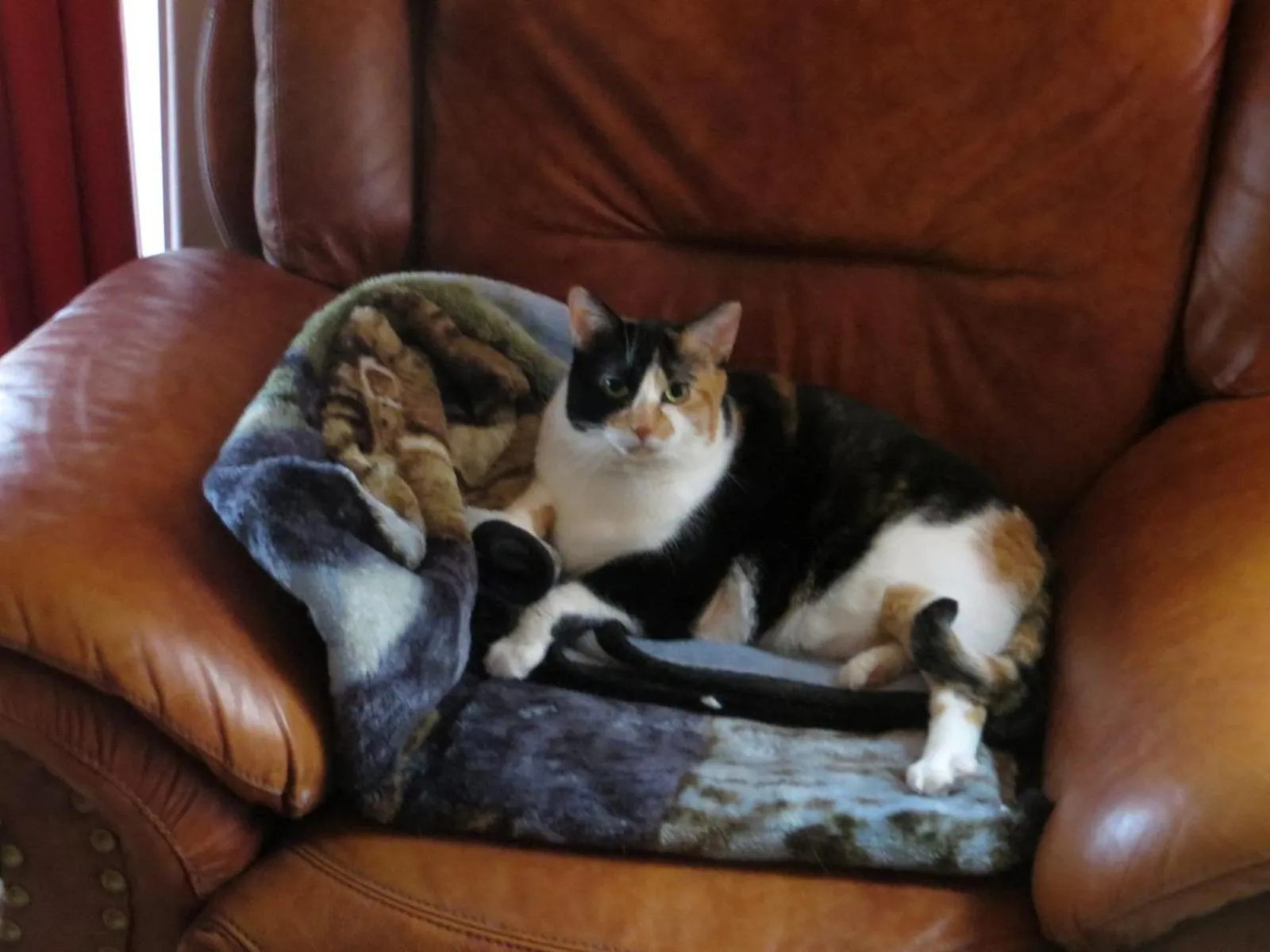 Pets in La maison sous les arbres