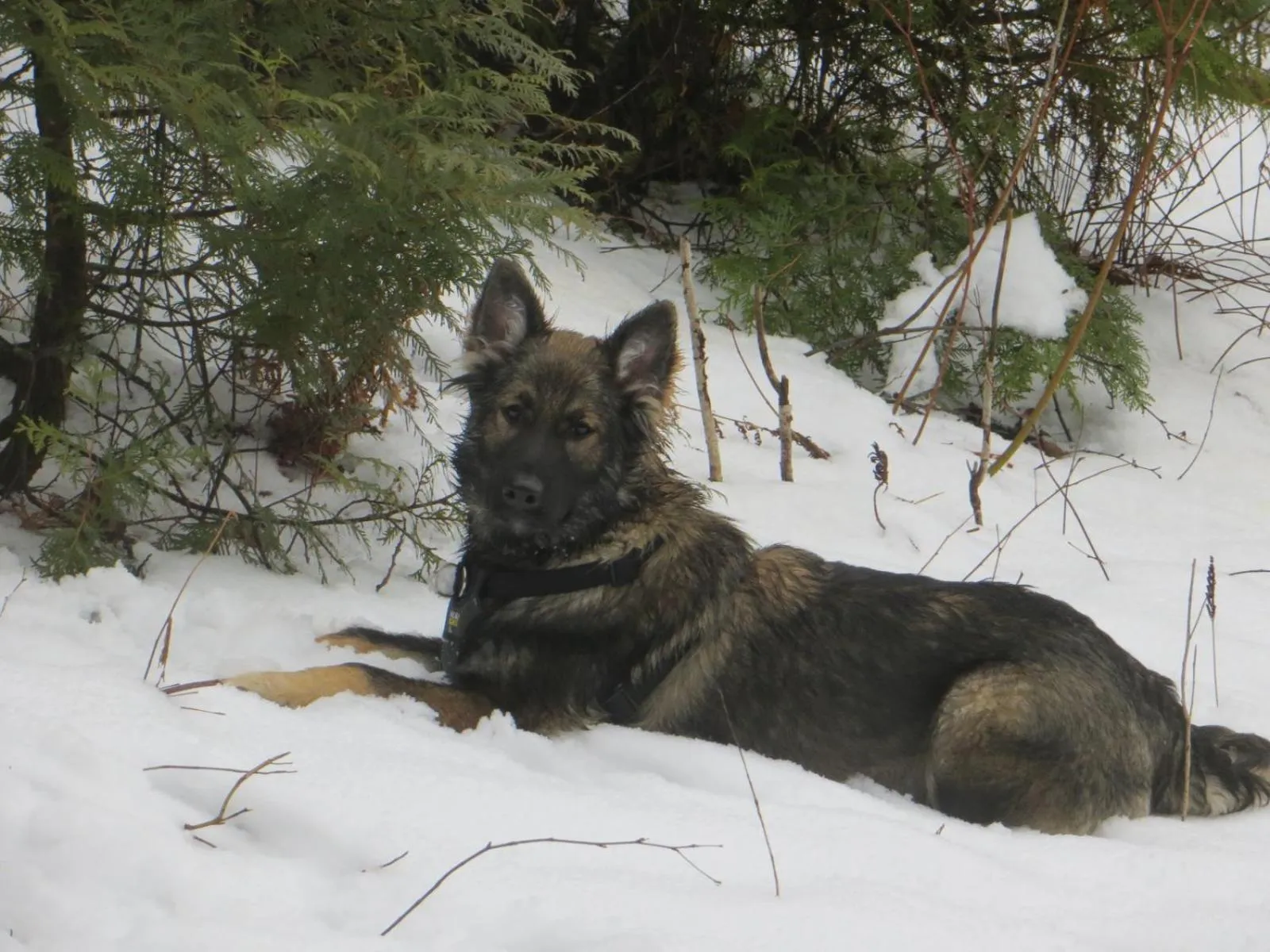 La maison sous les arbres