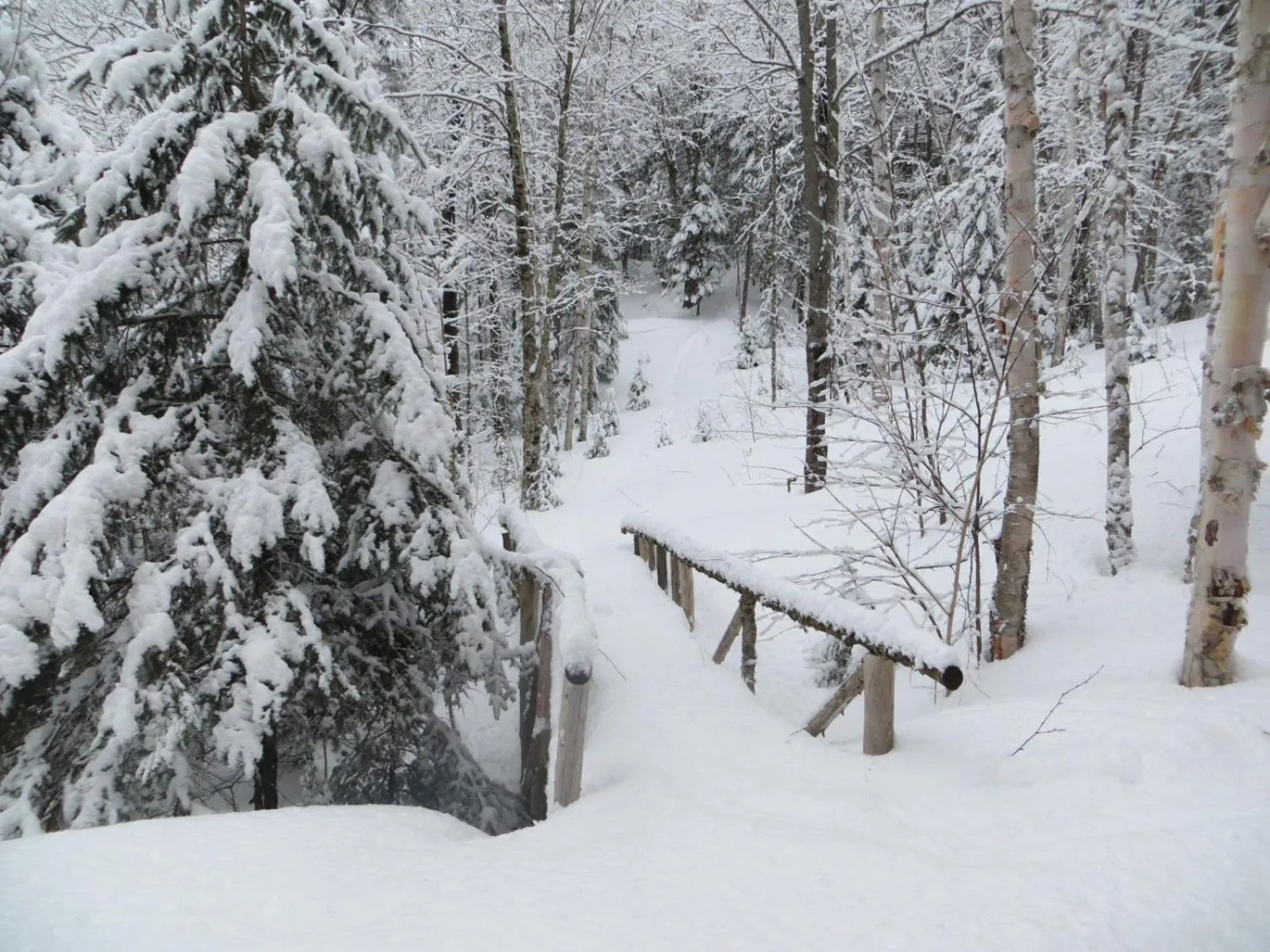 La maison sous les arbres
