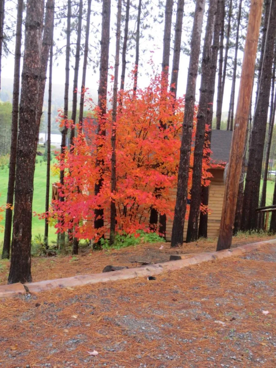 La maison sous les arbres