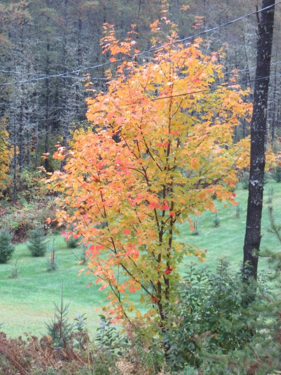 La maison sous les arbres