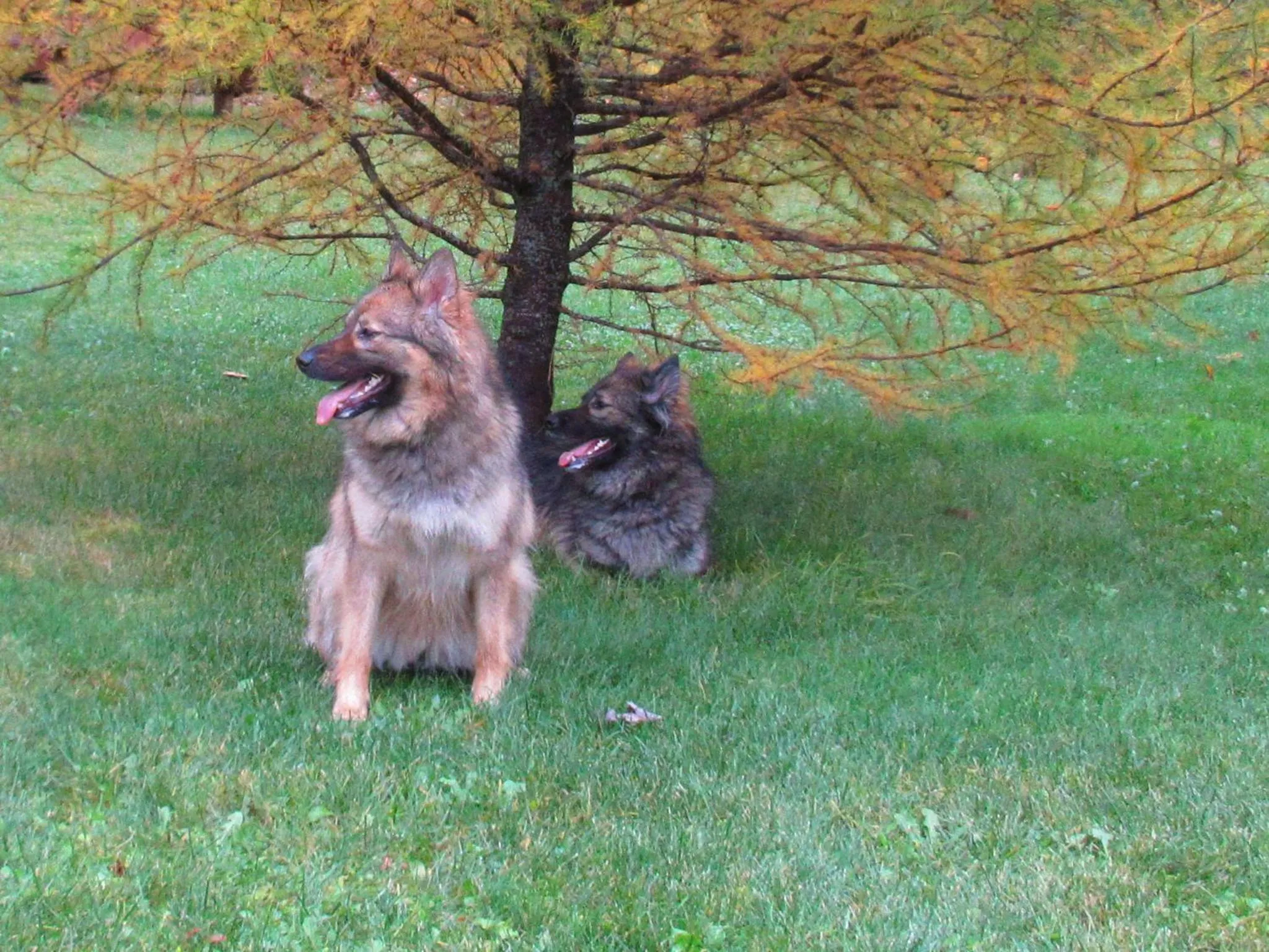 La maison sous les arbres