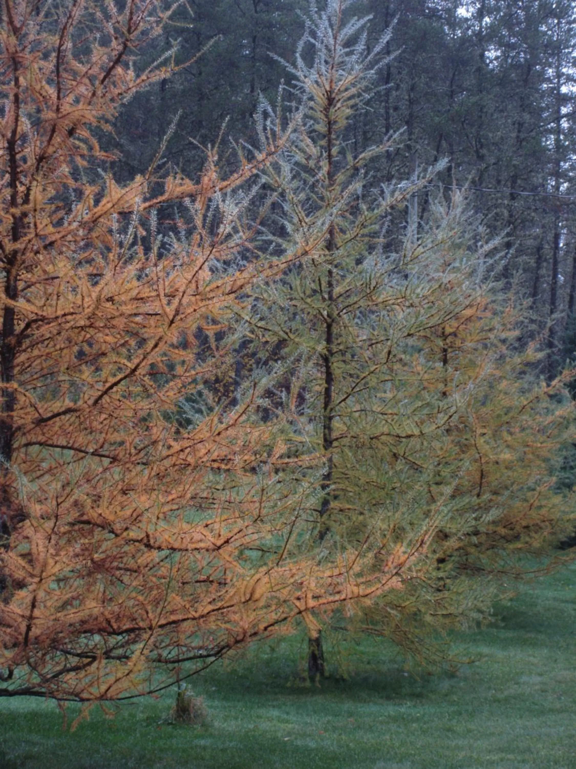 La maison sous les arbres