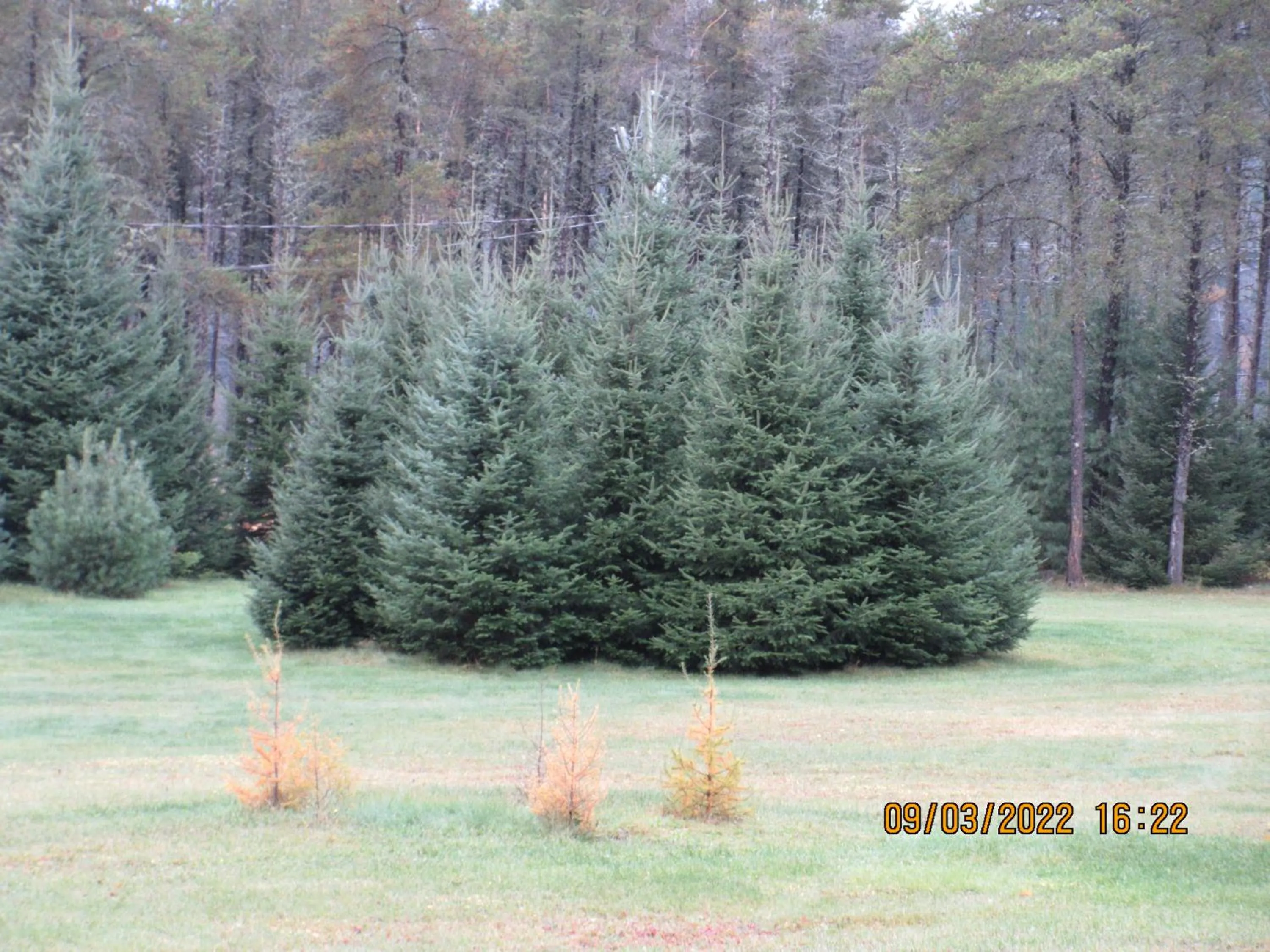 La maison sous les arbres