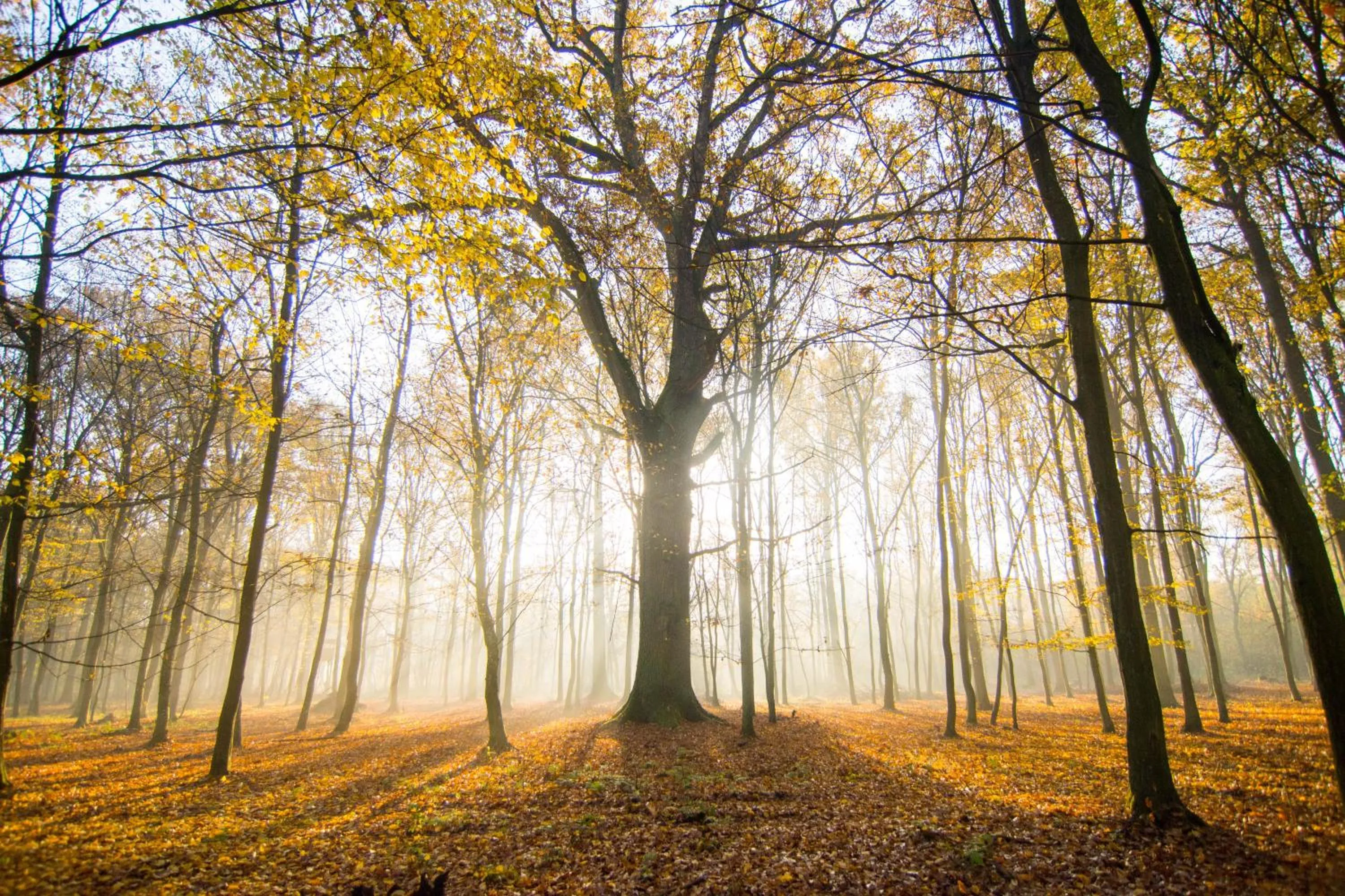 Natural landscape in Hotel Barczyzna Medical Spa
