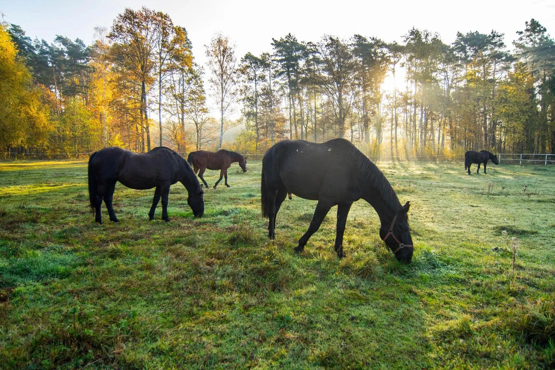 Animals in Hotel Barczyzna Medical Spa
