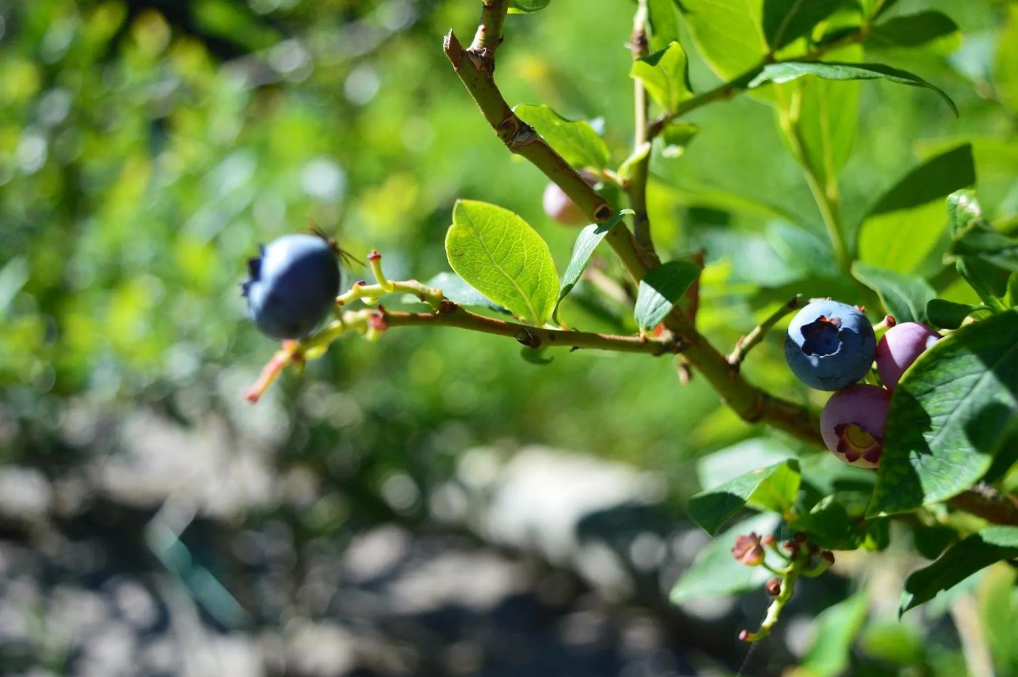 Food close-up in B&B Valtilí