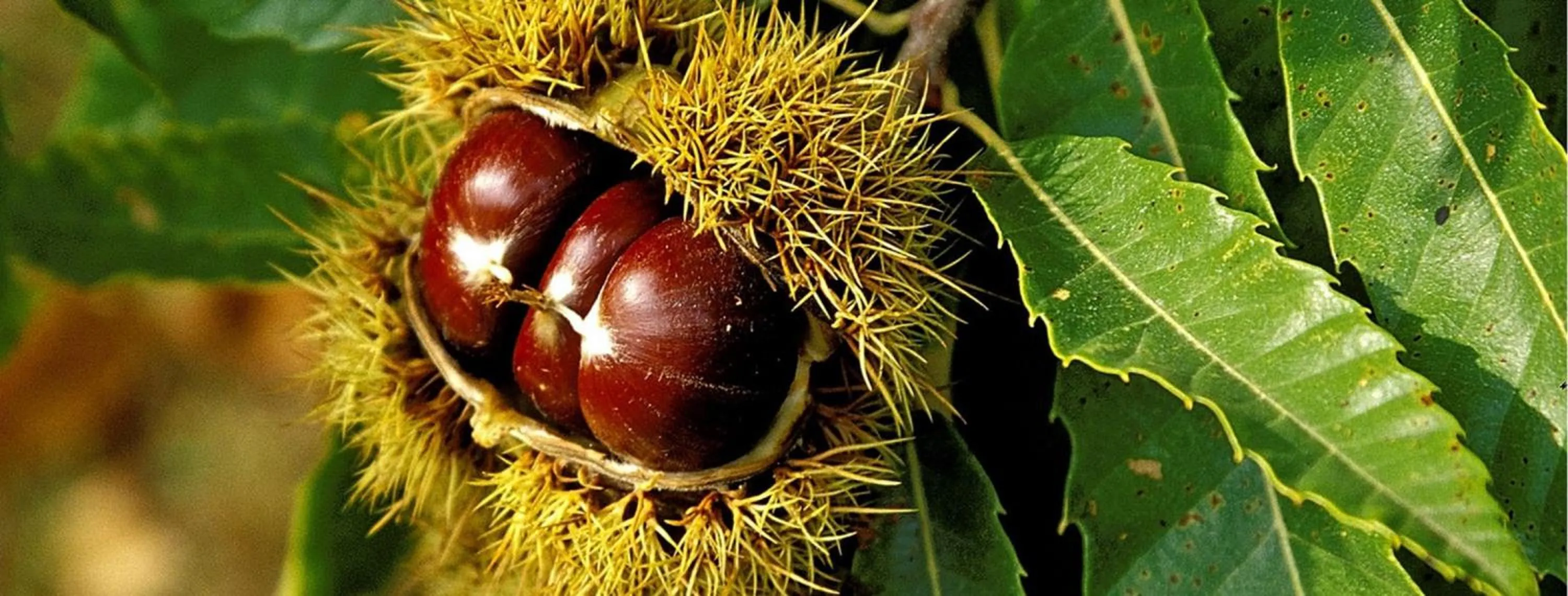Entertainment in Les Clos De La Vigne
