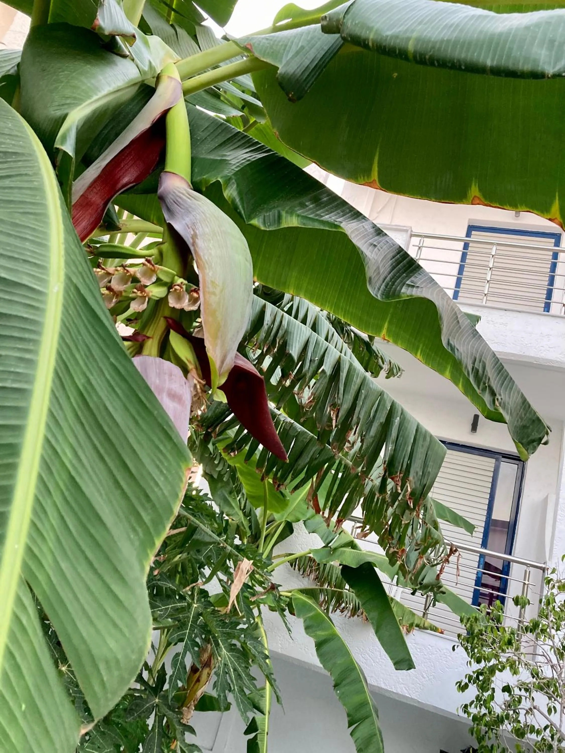 Garden view in Sea Breeze Hotel