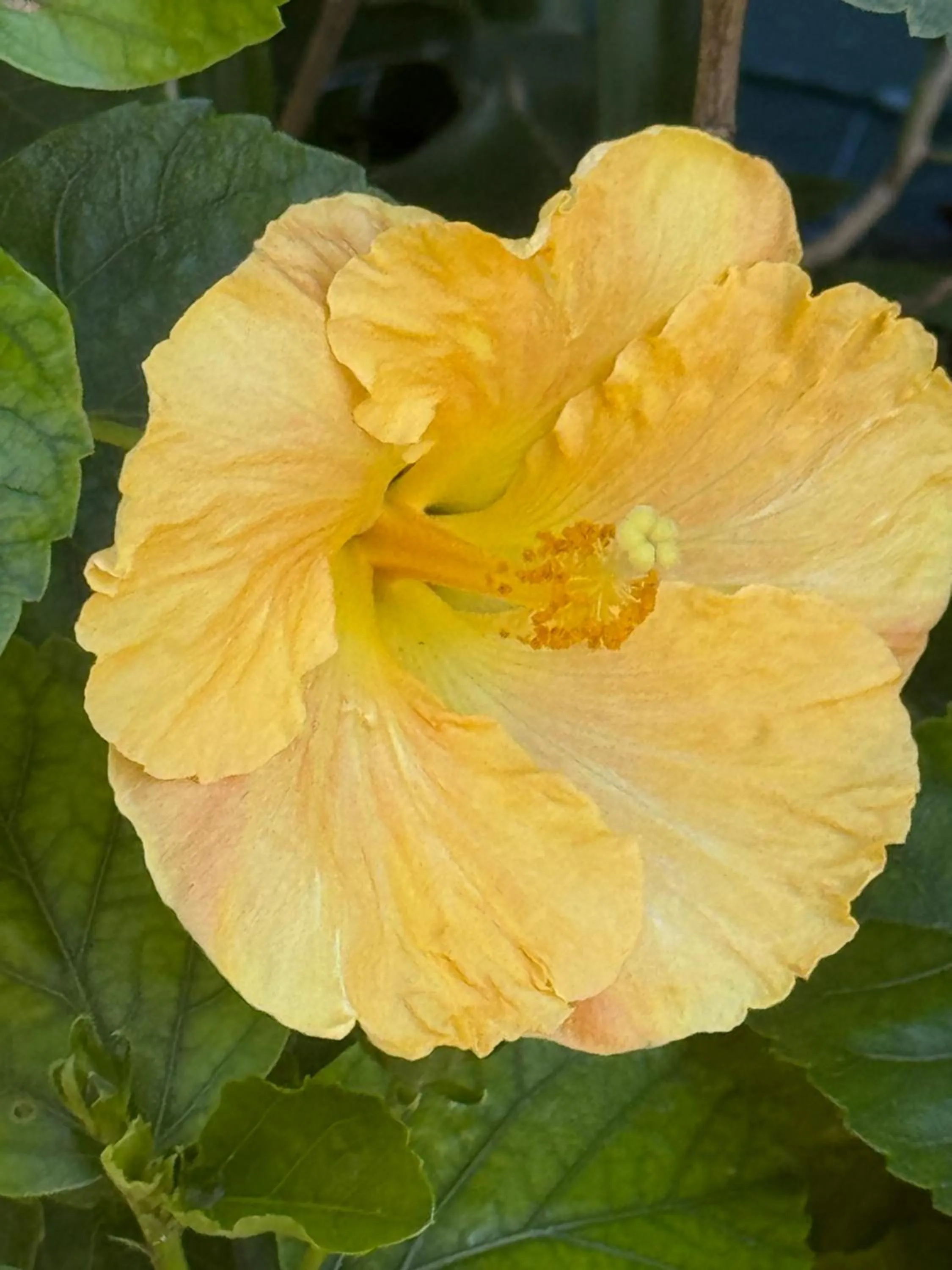 Garden in Comfort Inn Sunset