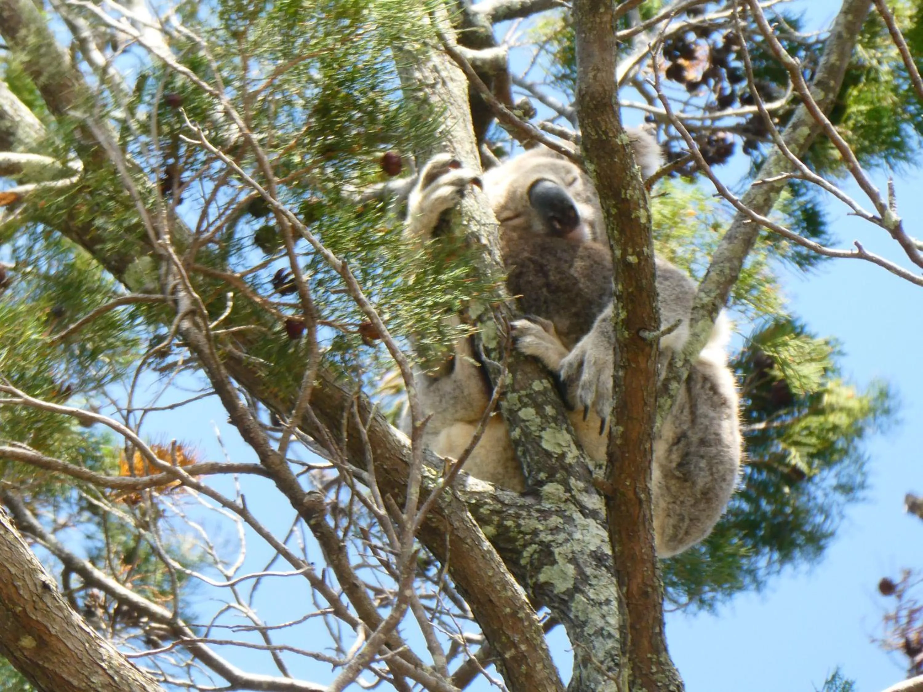 View (from property/room) in Pandanus Palms Holiday Resort