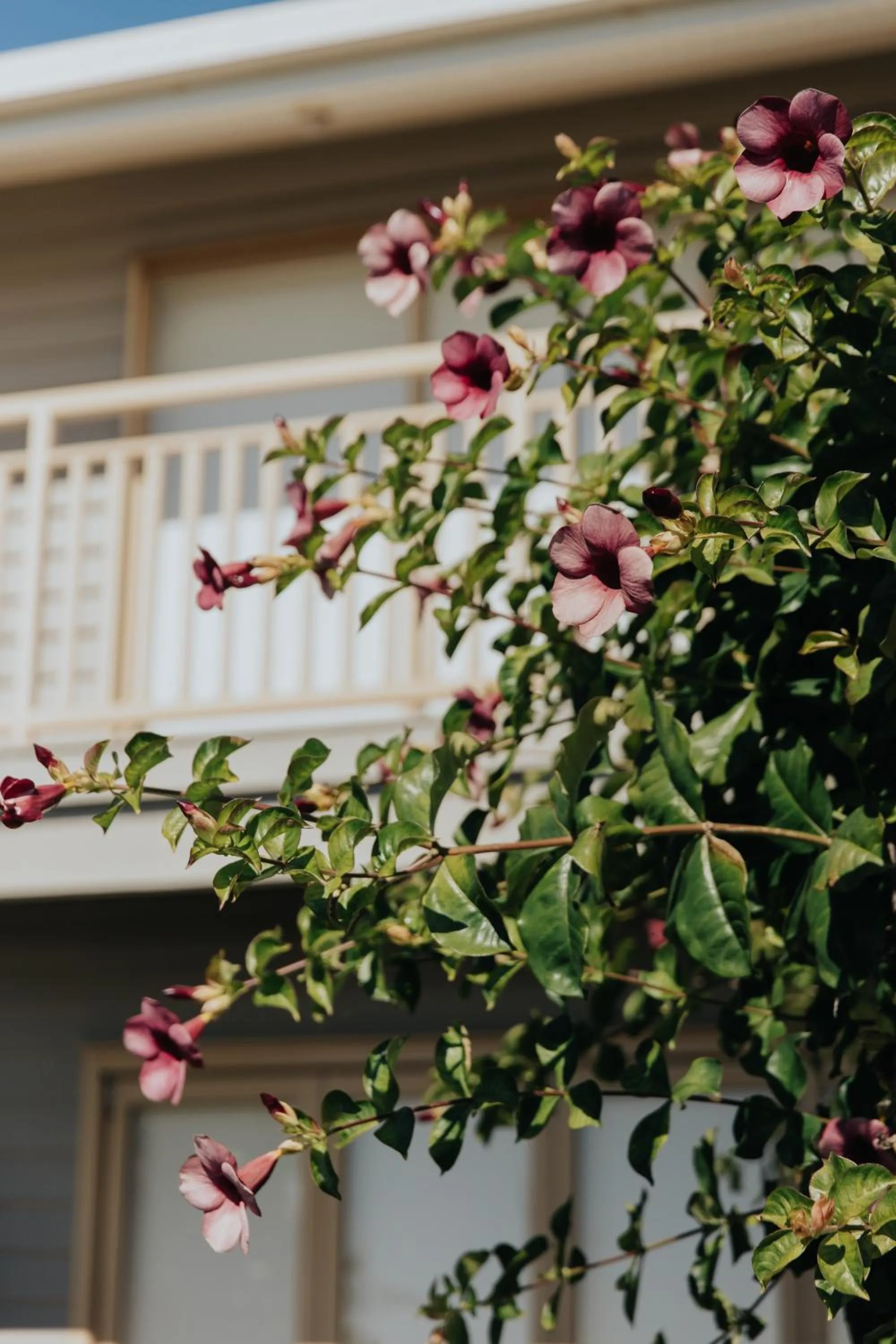 Property building in Pandanus Palms Holiday Resort