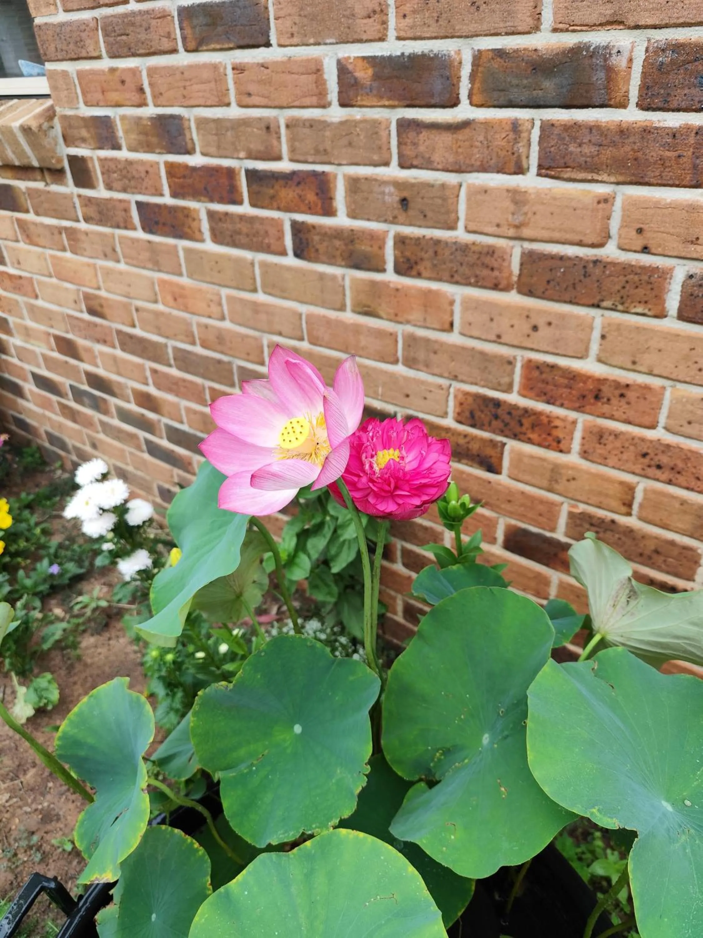 Spring in Crows Nest Motel