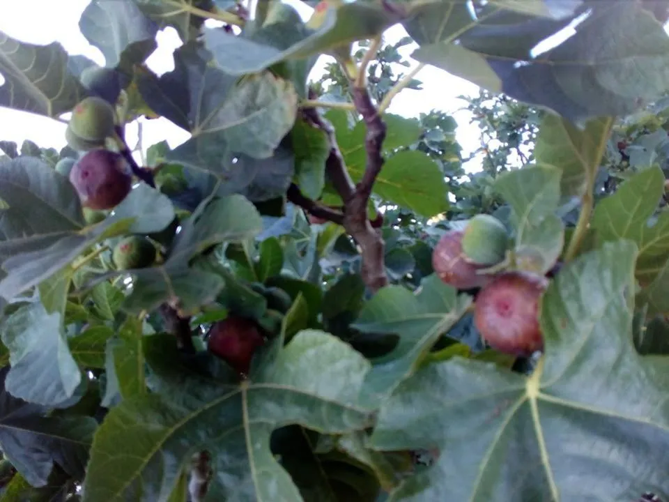 Garden in B&B Les Quatre Vents