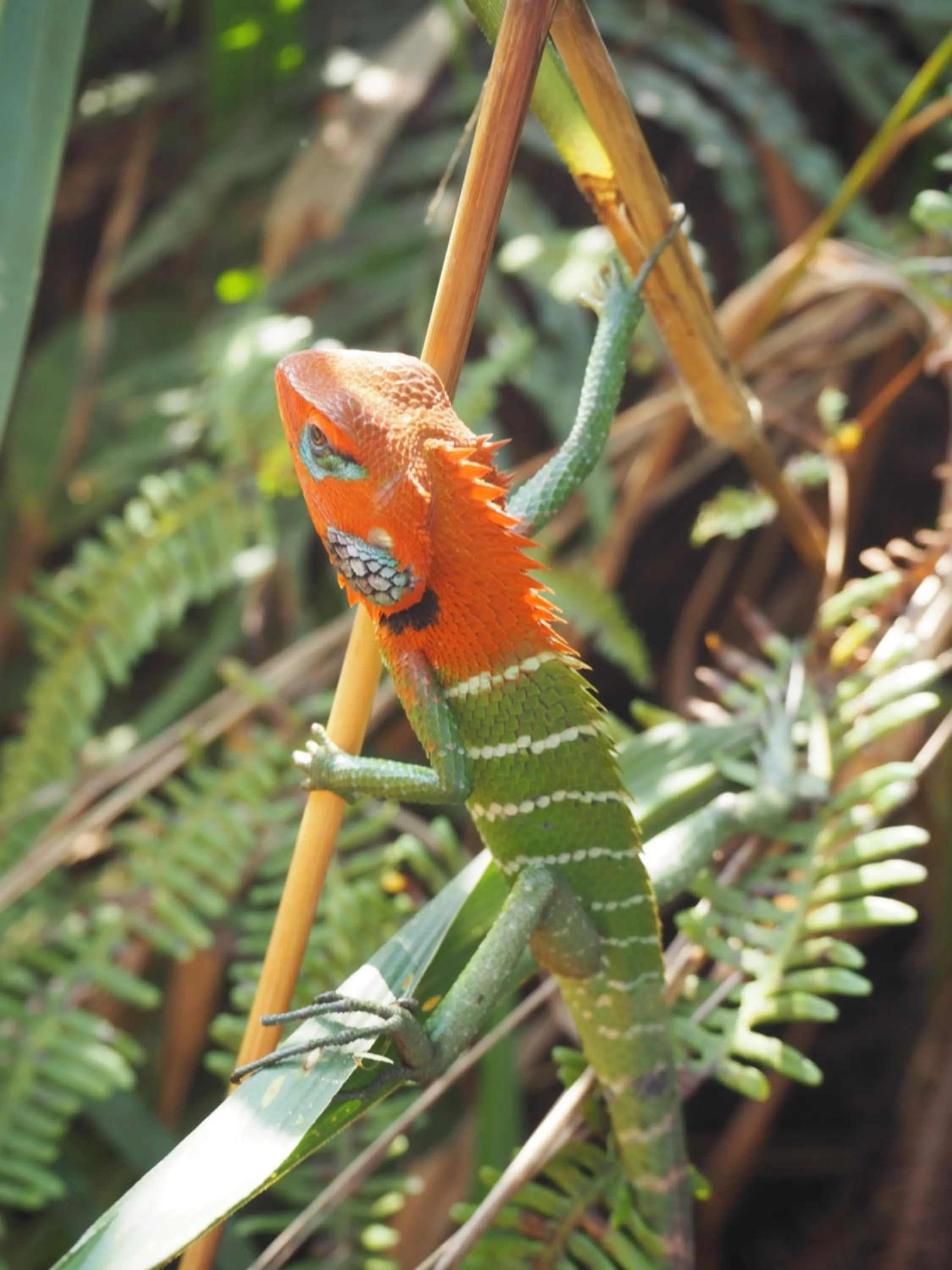 Animals in Green turtle