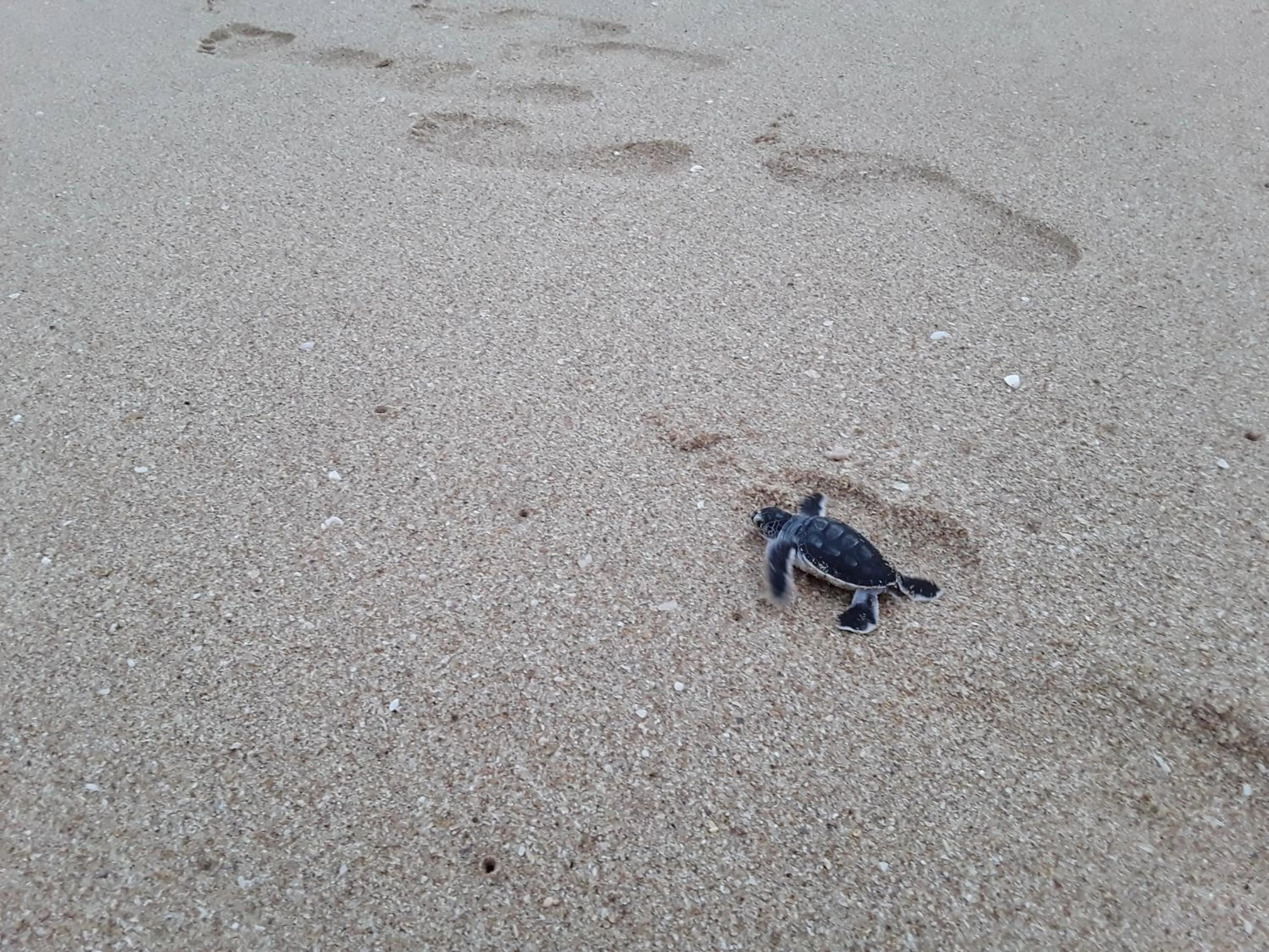 Animals in Green turtle