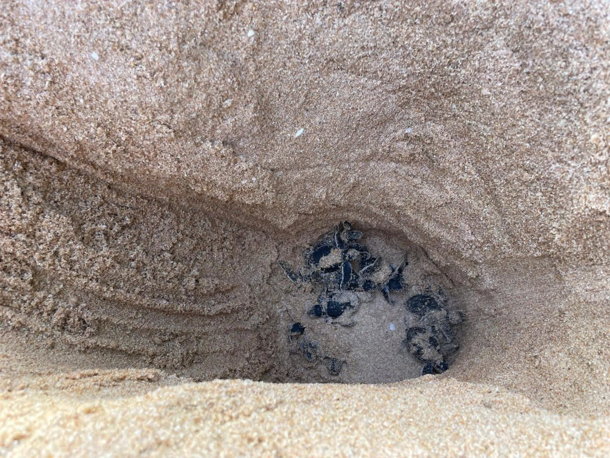 Animals in Green turtle