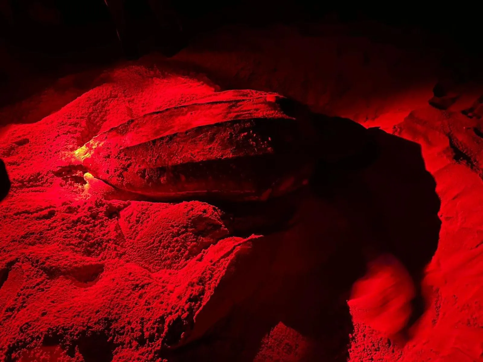 Animals in Green turtle