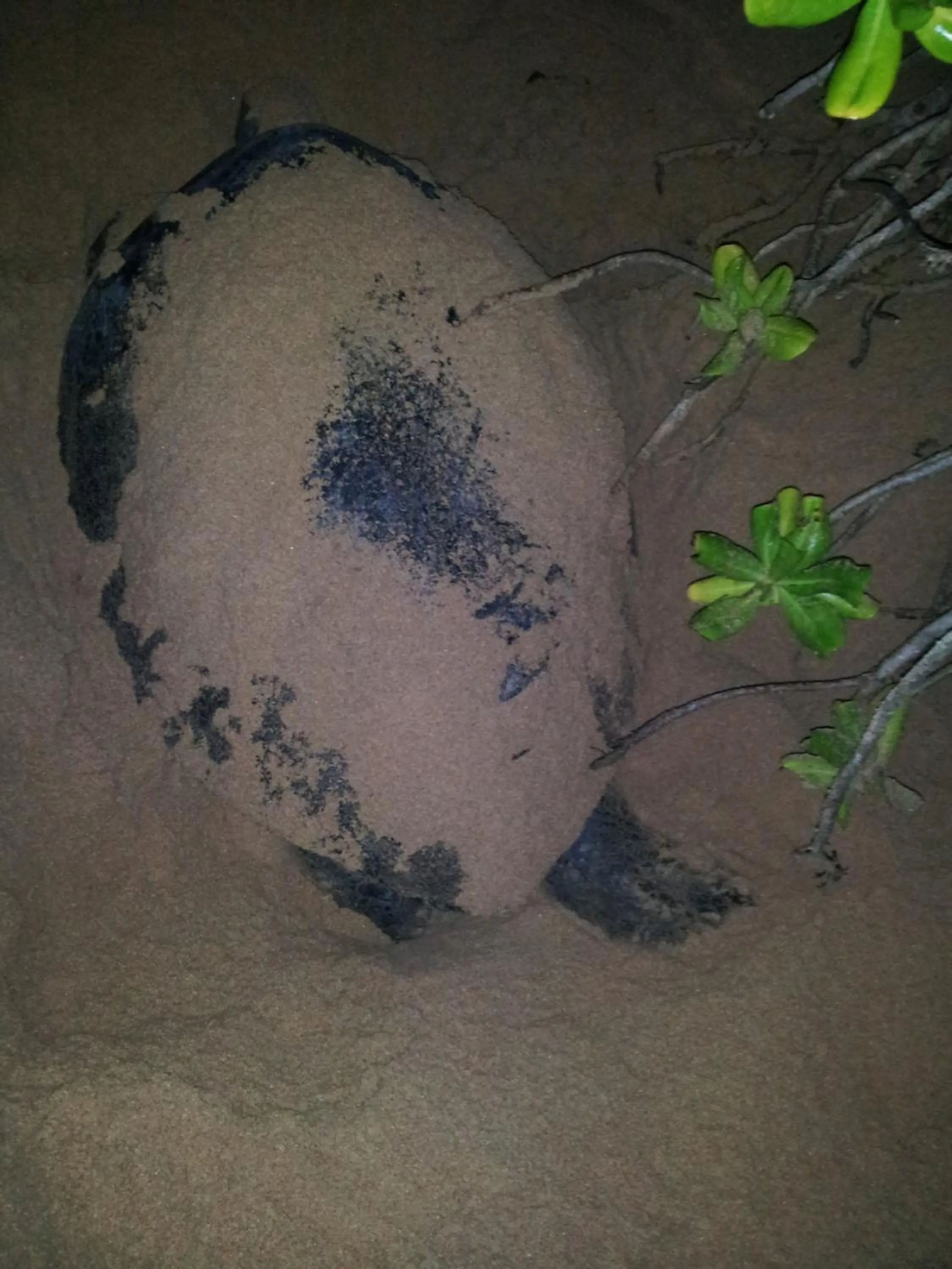 Animals in Green turtle