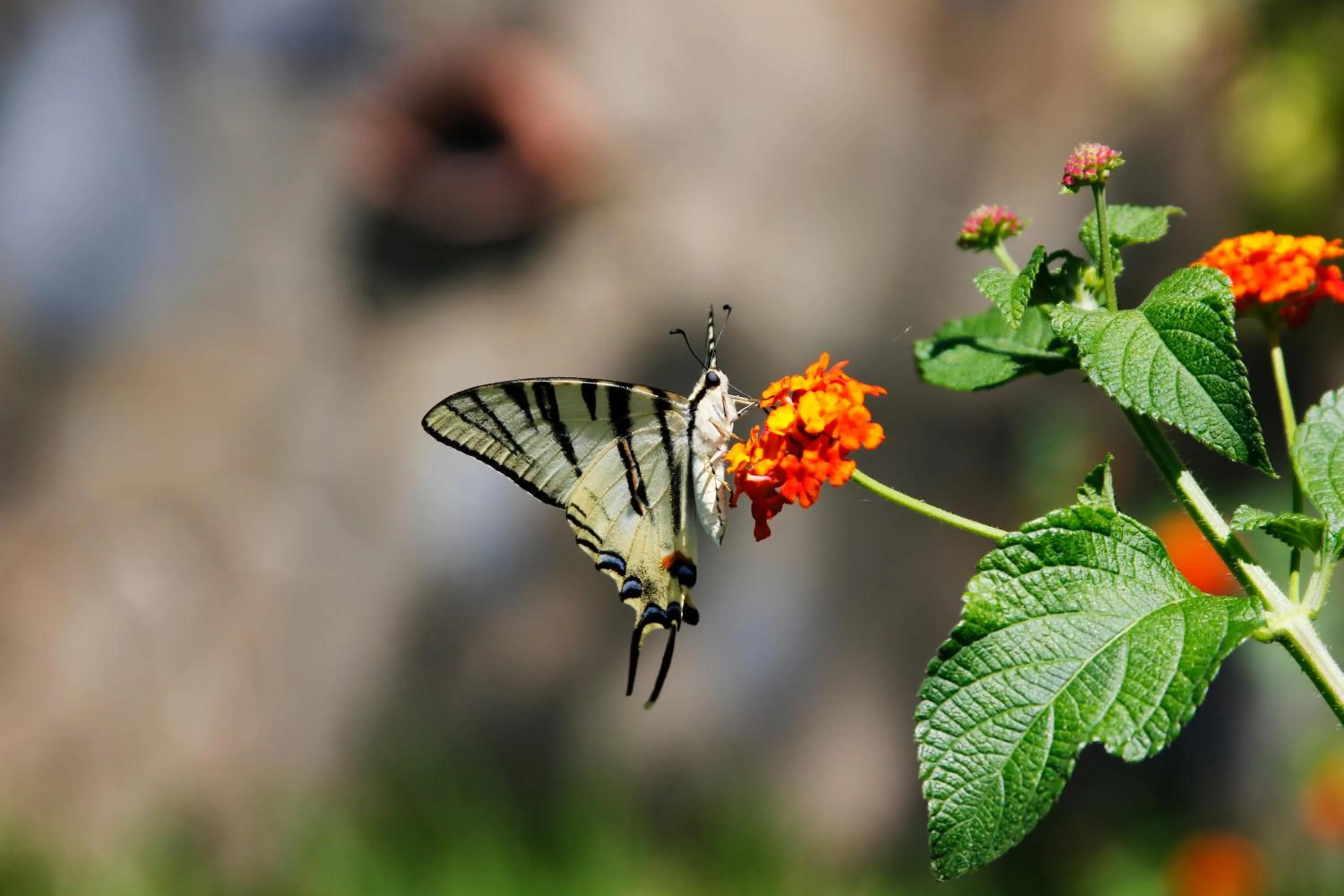 Garden in Residenza Giancesare Family Apartments