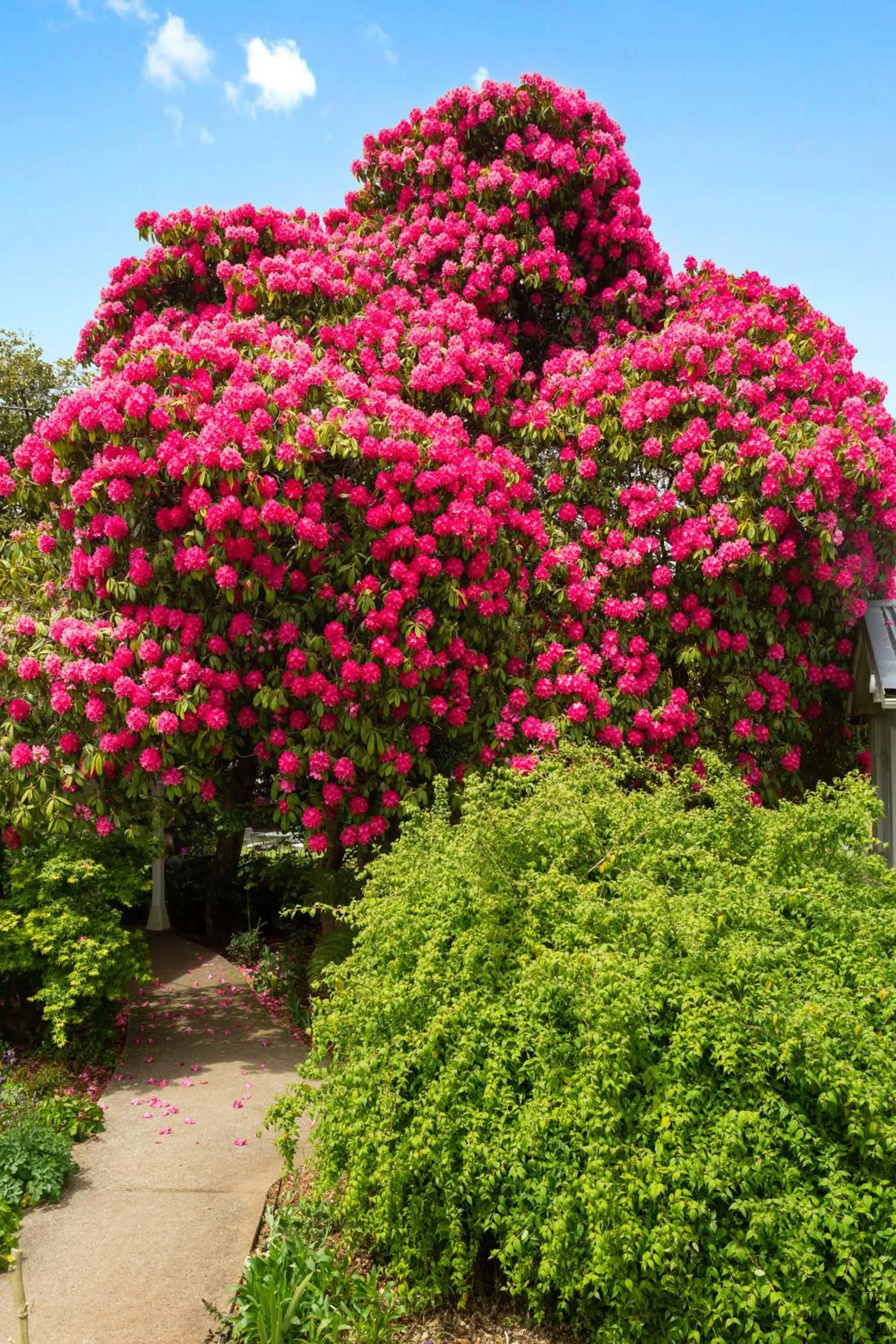 Garden in Anabel's of Scottsdale
