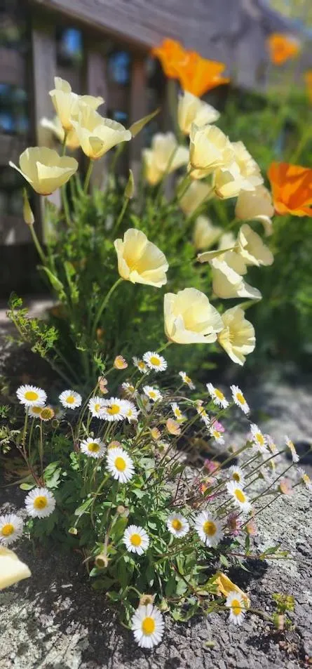 Garden view in Anabel's of Scottsdale