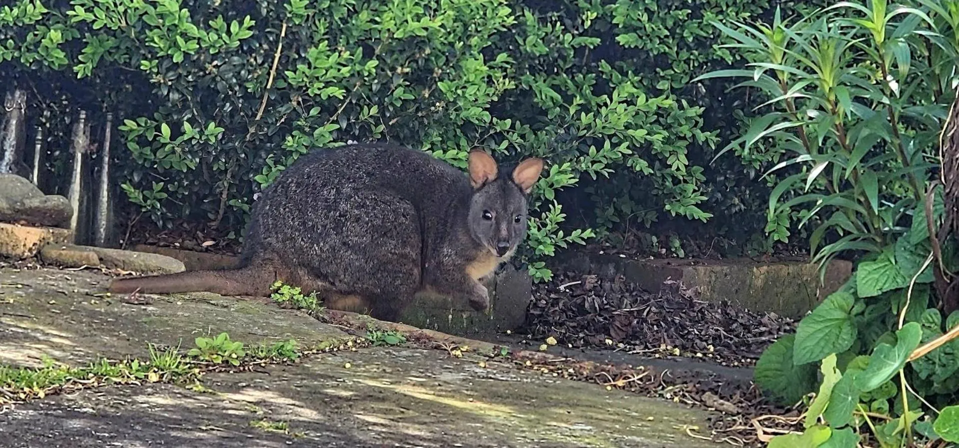 Garden in Anabel's of Scottsdale