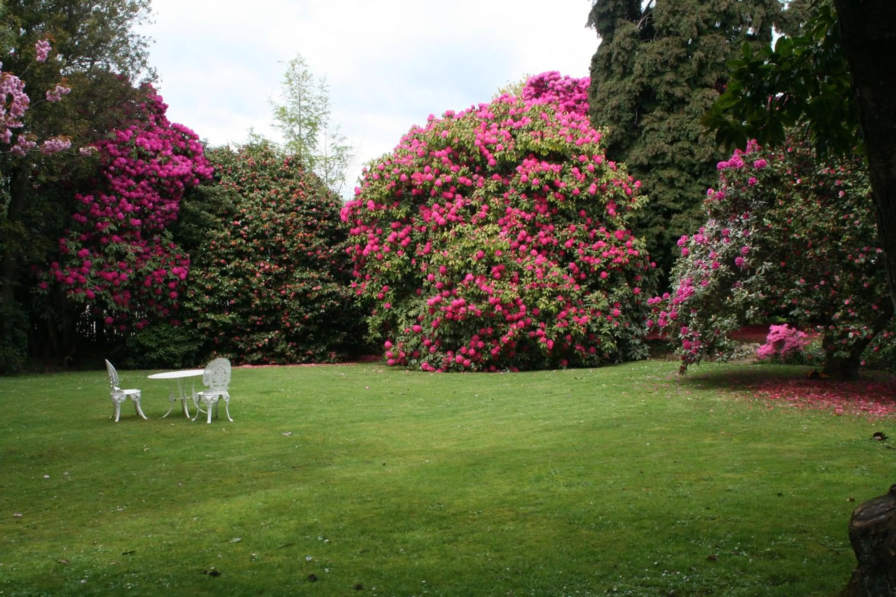 Garden in Anabel's of Scottsdale
