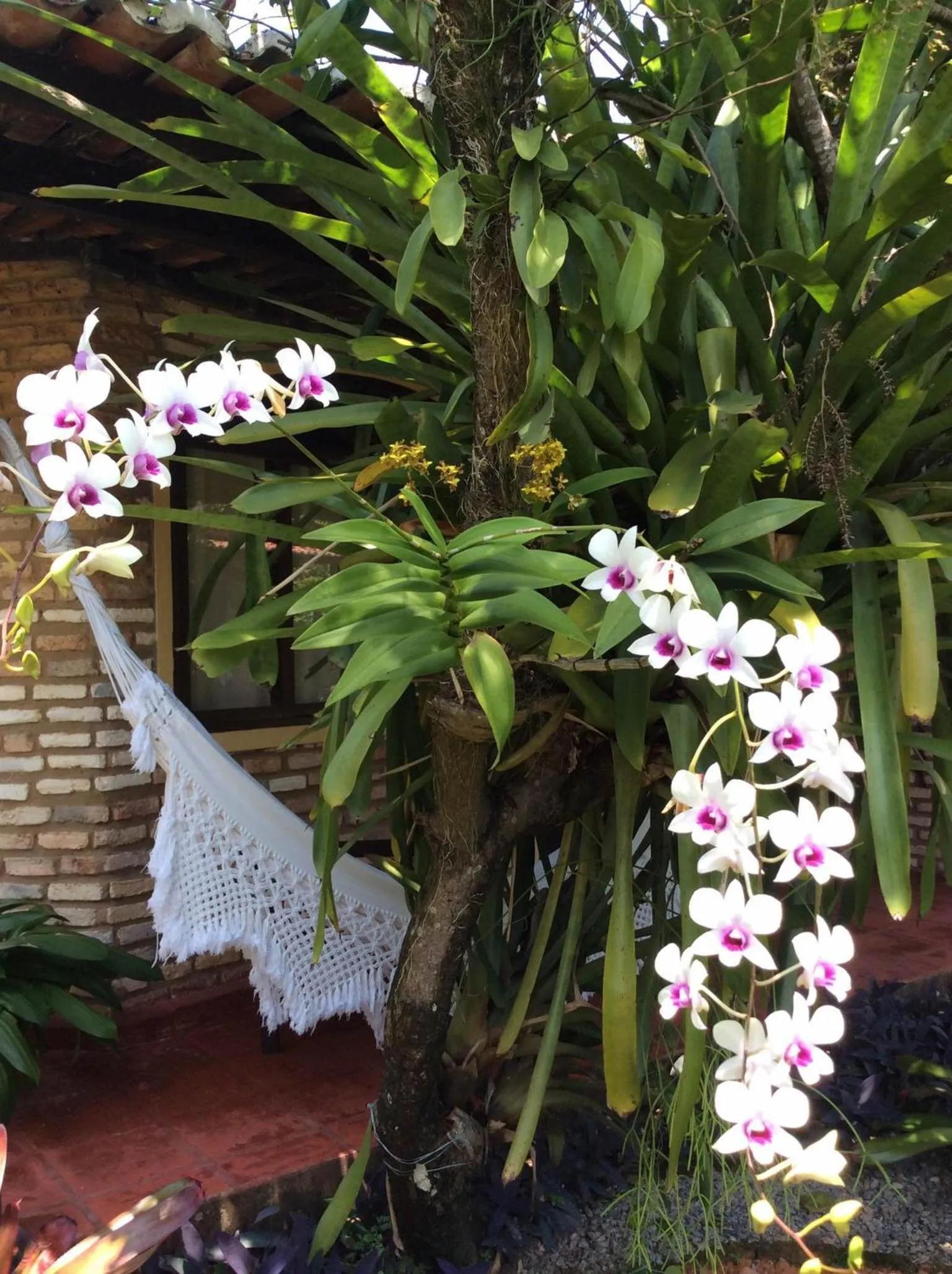 Garden in Pousada Oasis