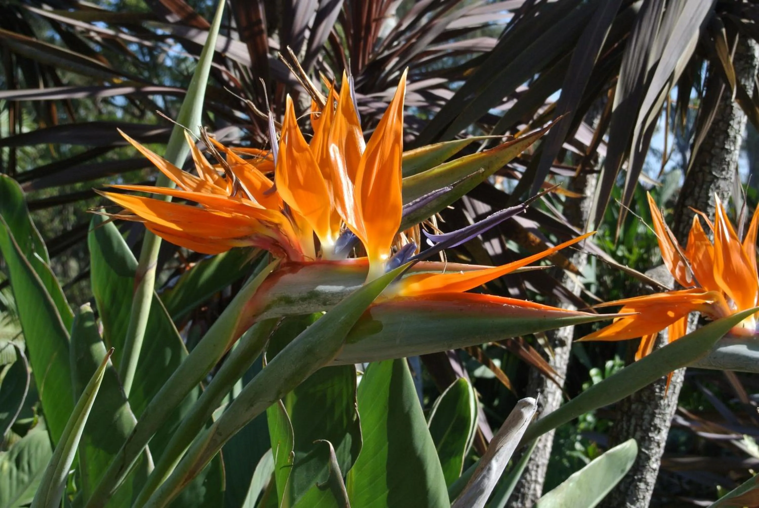 Garden in Motel Miramar