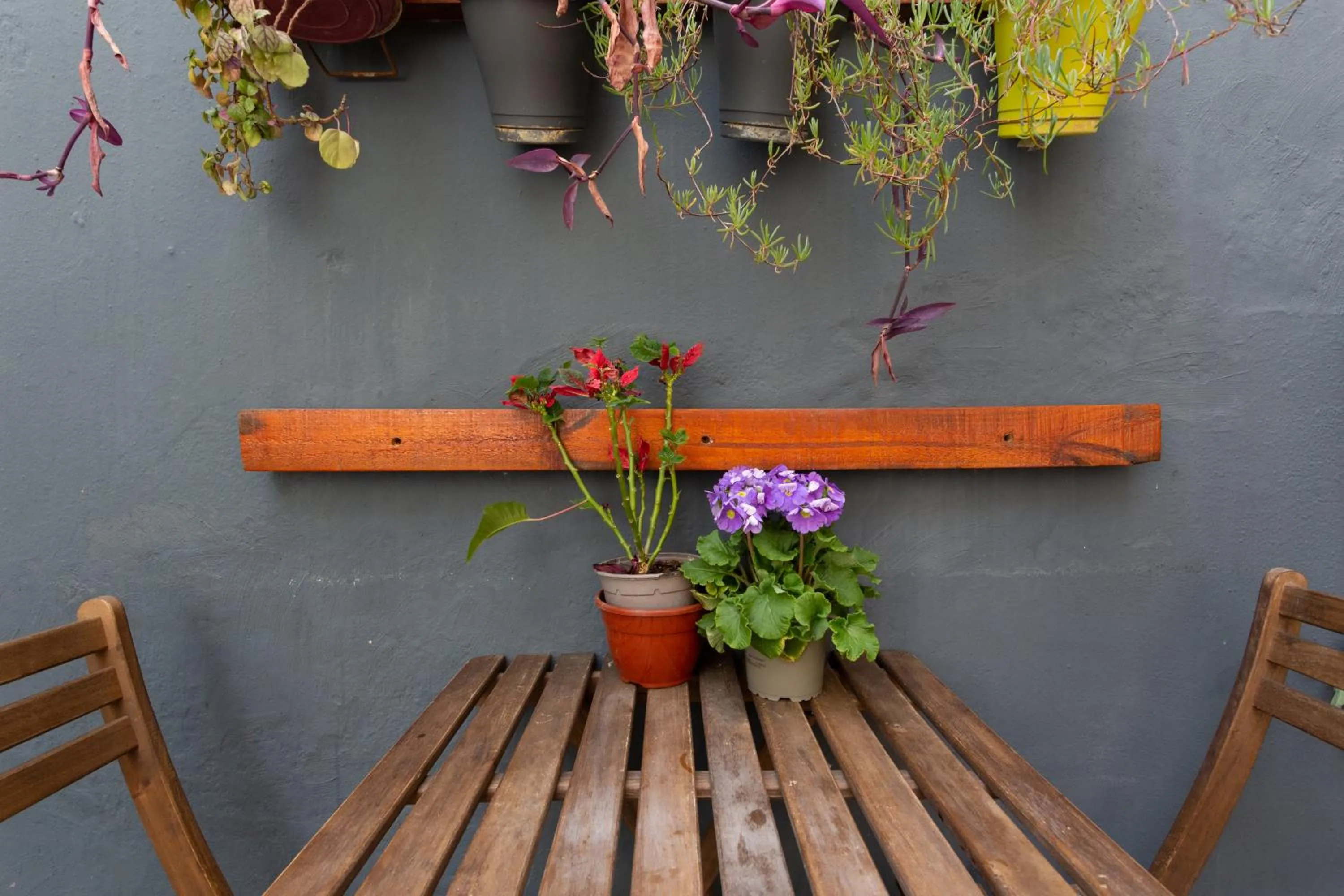 Garden in Mambo Tango