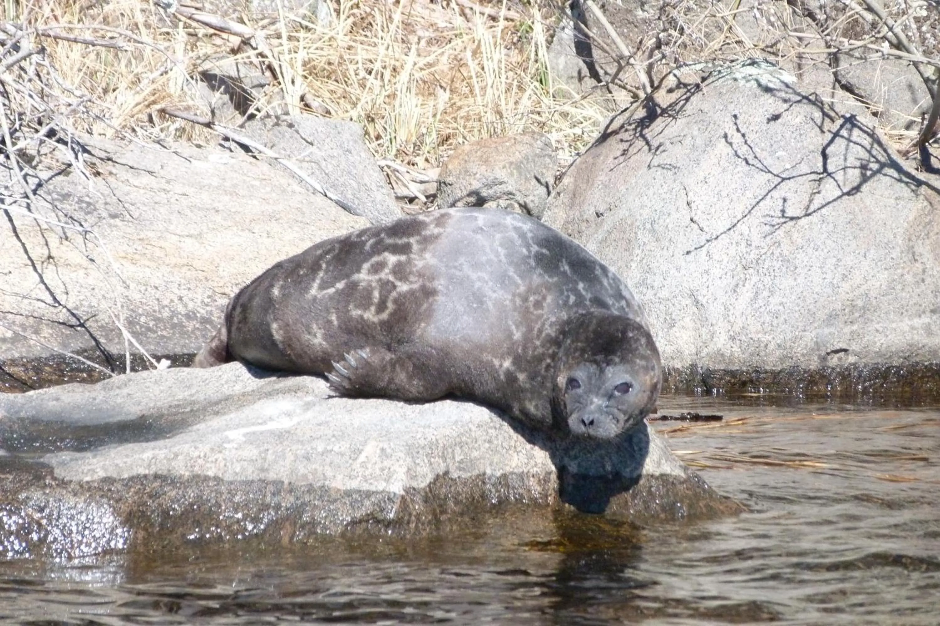 Animals in Oravi Apartments