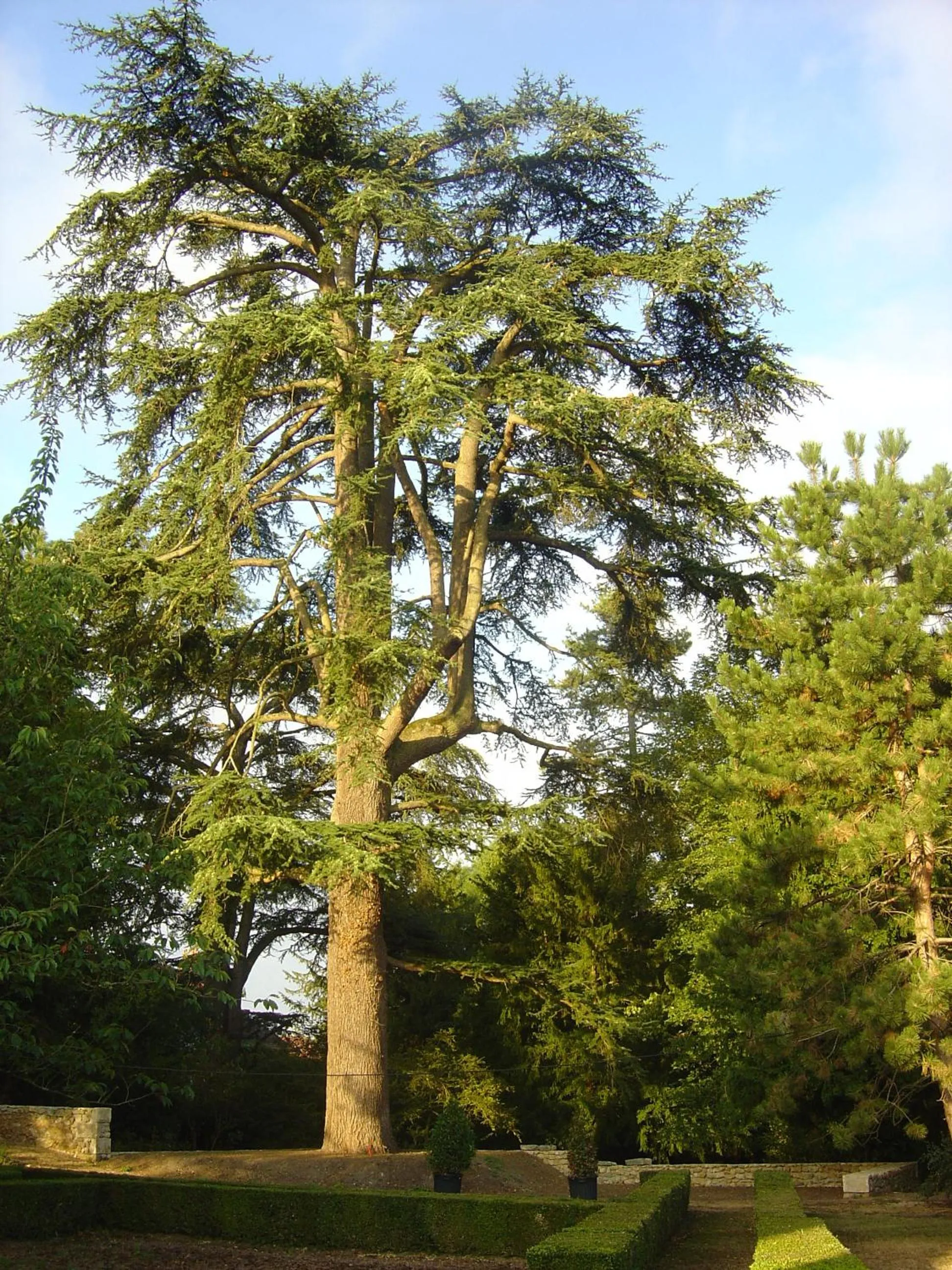 Garden in Hôtel Les Orangeries