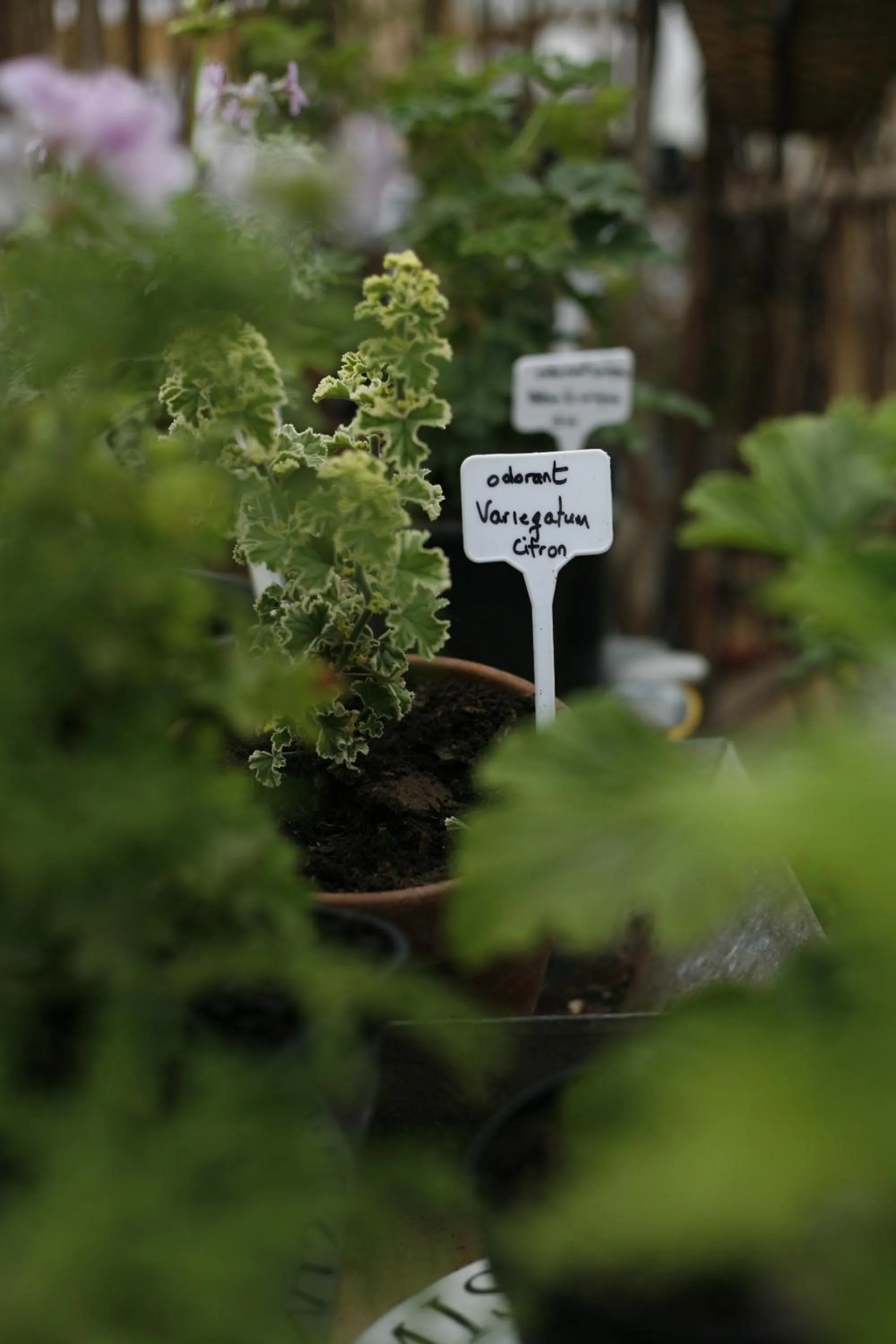 Garden in Hôtel Les Orangeries