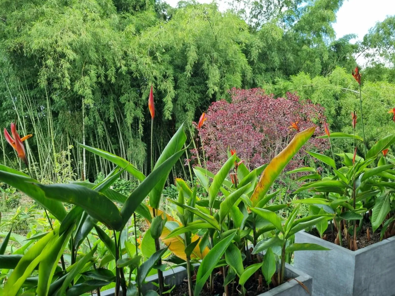 Hiking in Hotel campestre La Floresta