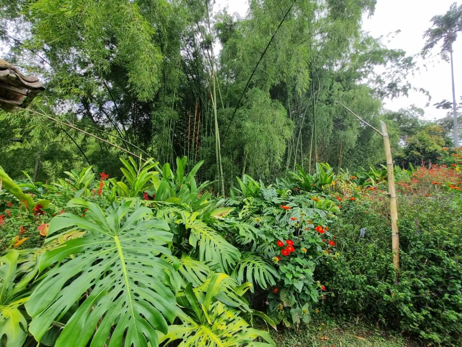 Garden in Hotel campestre La Floresta