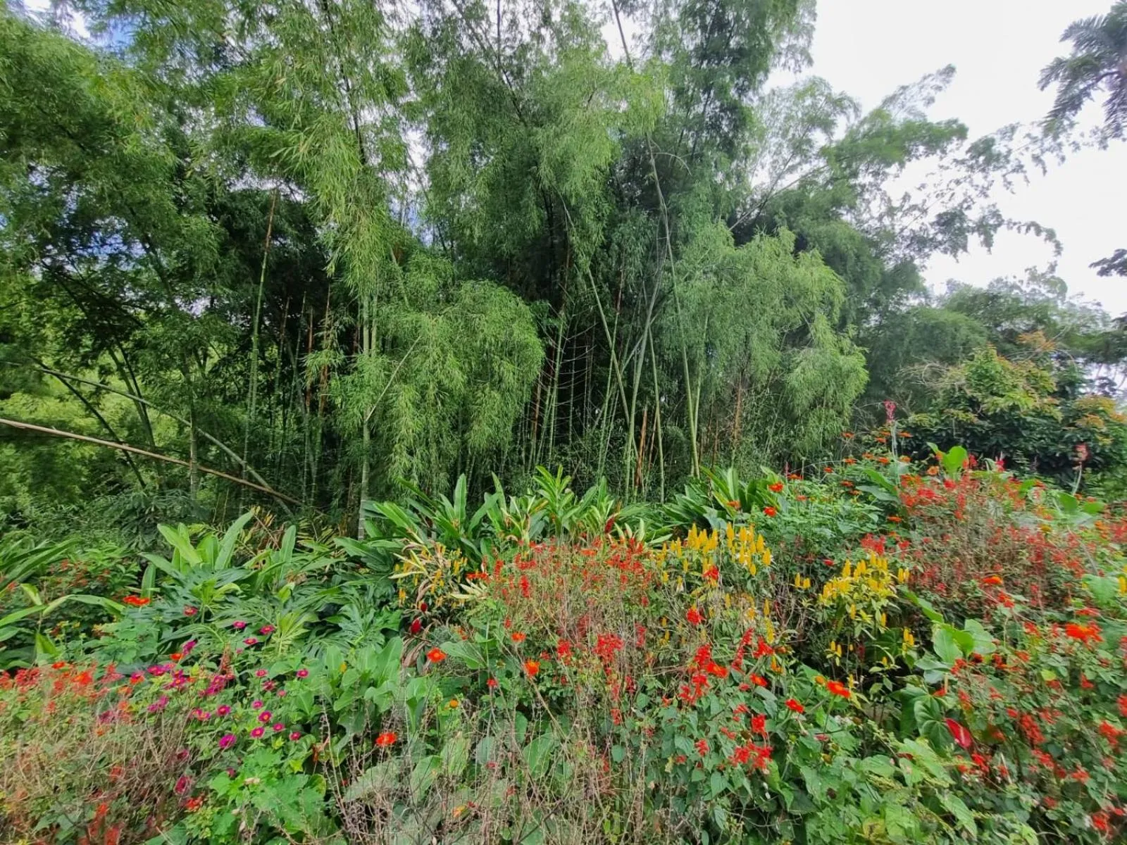 Natural landscape in Hotel campestre La Floresta