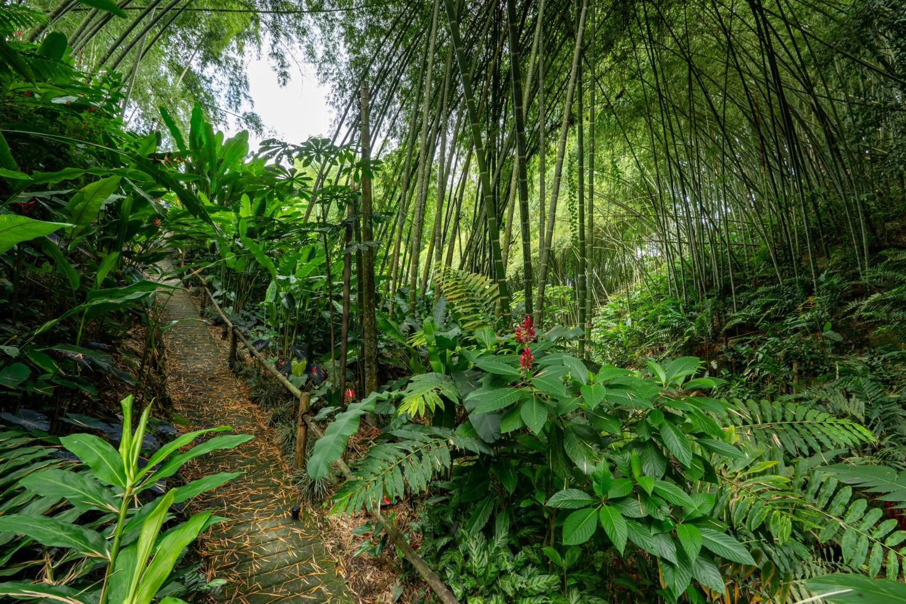 Natural landscape in Hotel campestre La Floresta
