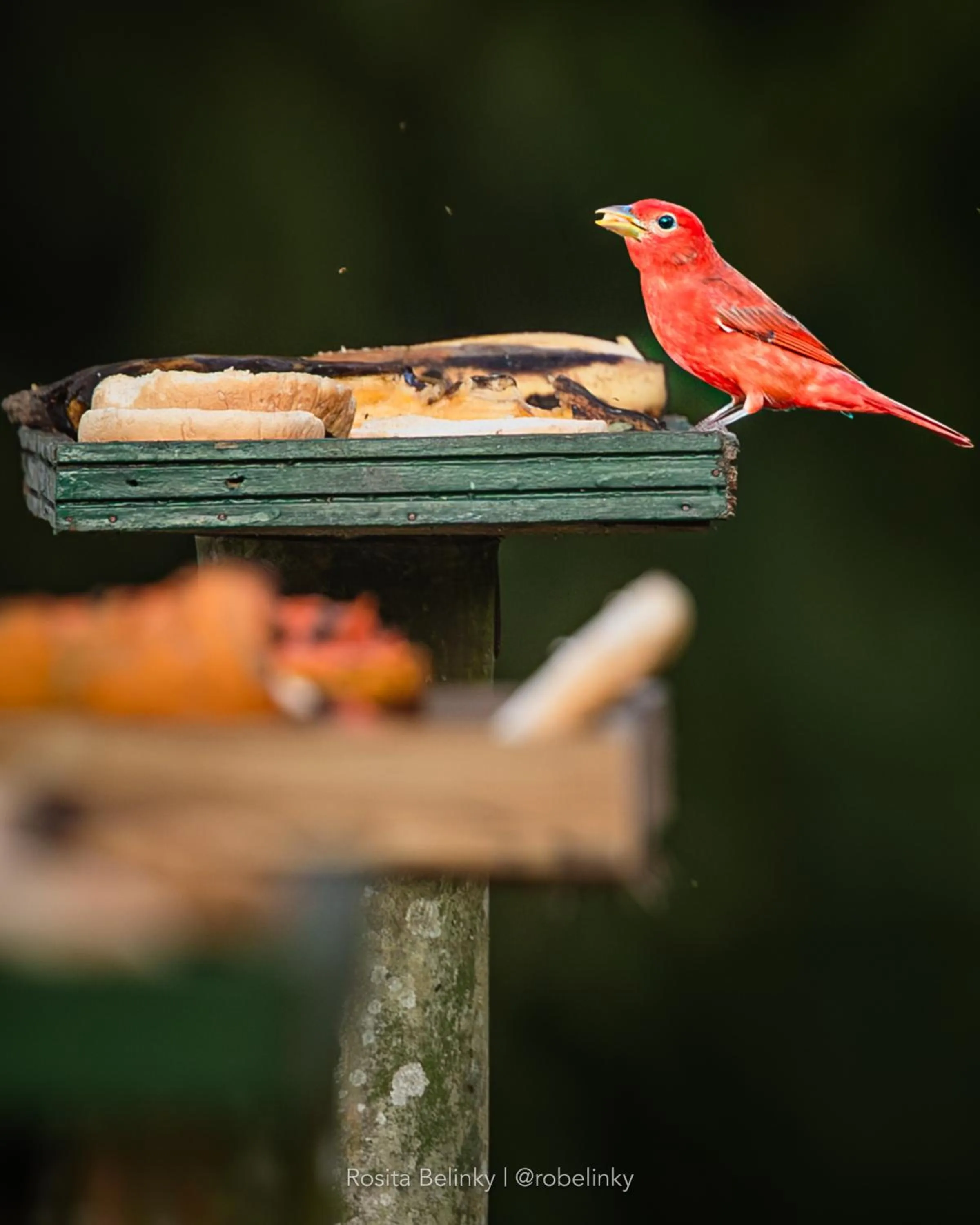 Natural landscape in Hotel campestre La Floresta