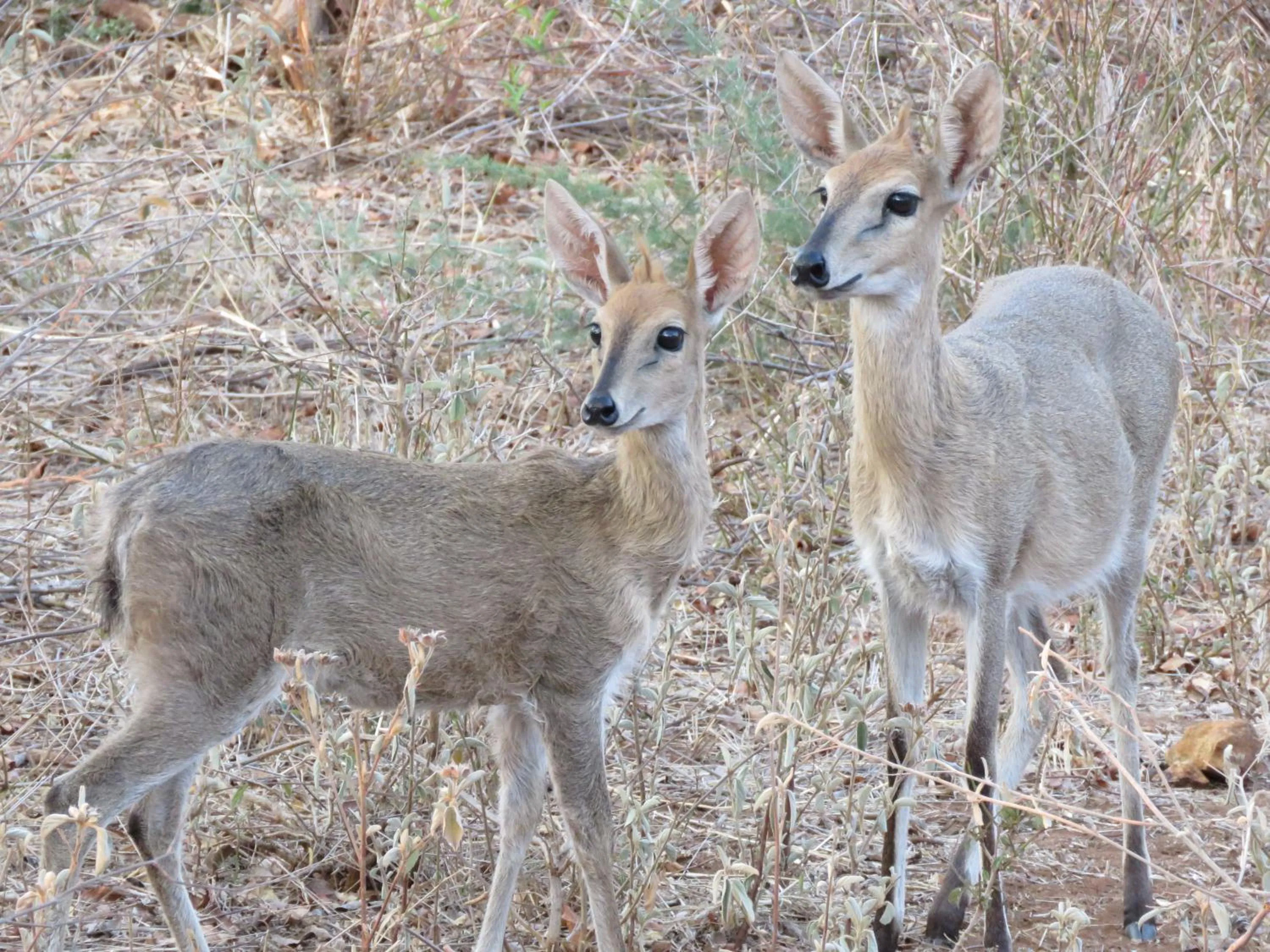 Animals in Wild Dog Guest Lodge