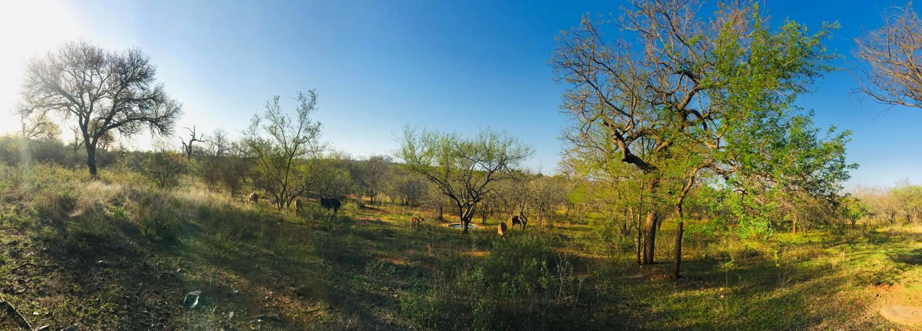 Natural landscape in Wild Dog Guest Lodge
