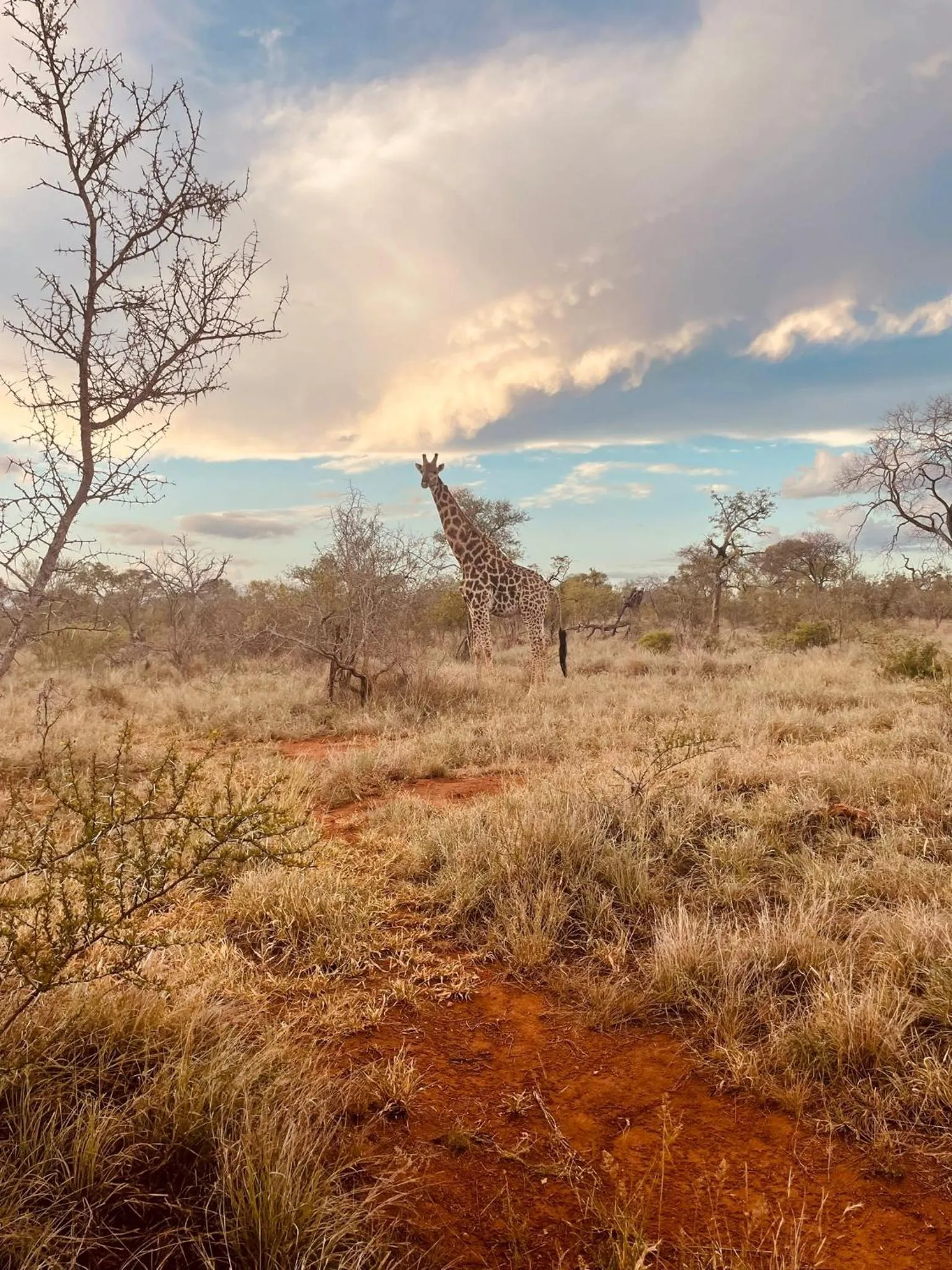 Animals in Wild Dog Guest Lodge